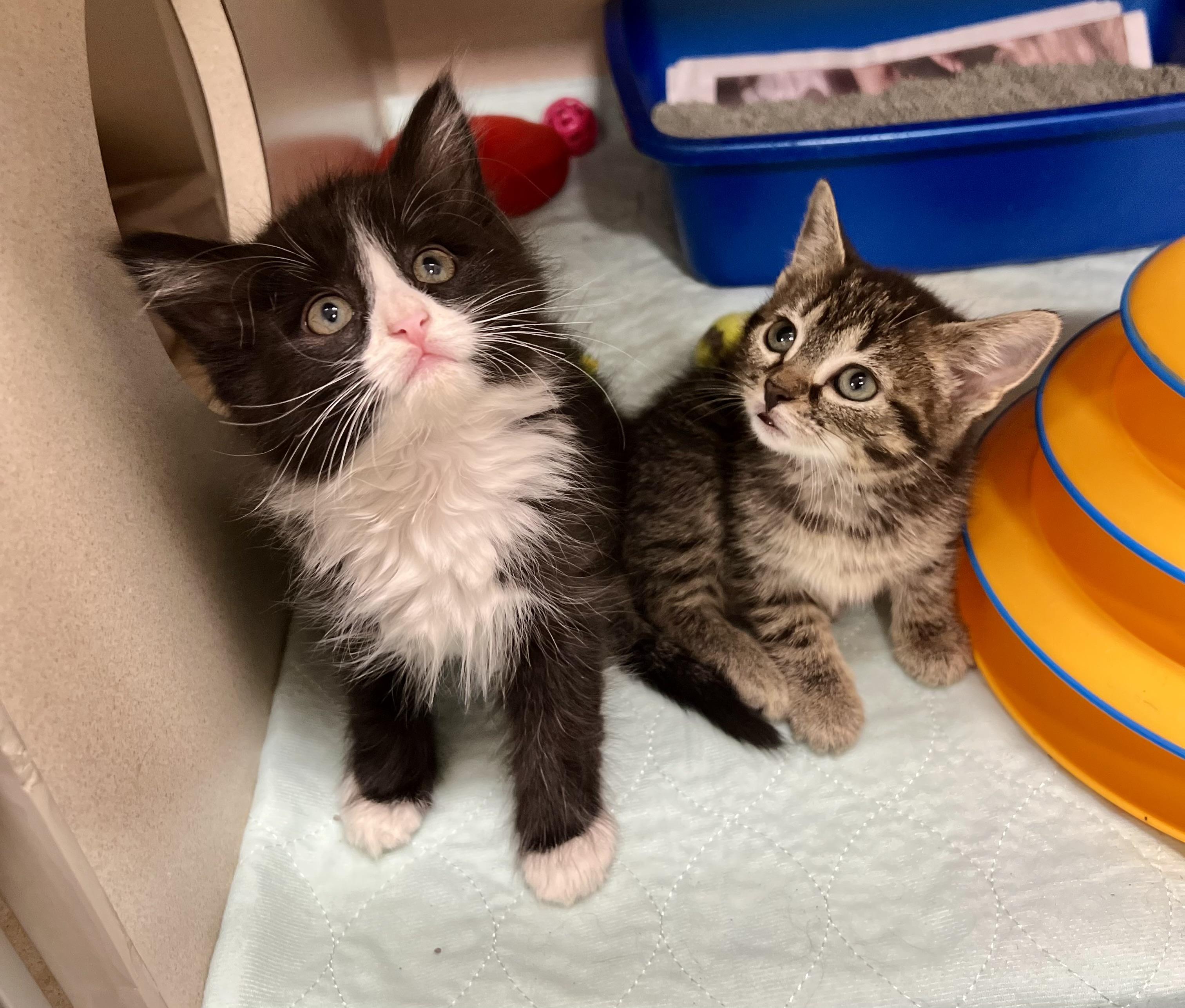 Pip and Squeek BONDED PAIR photo 2
