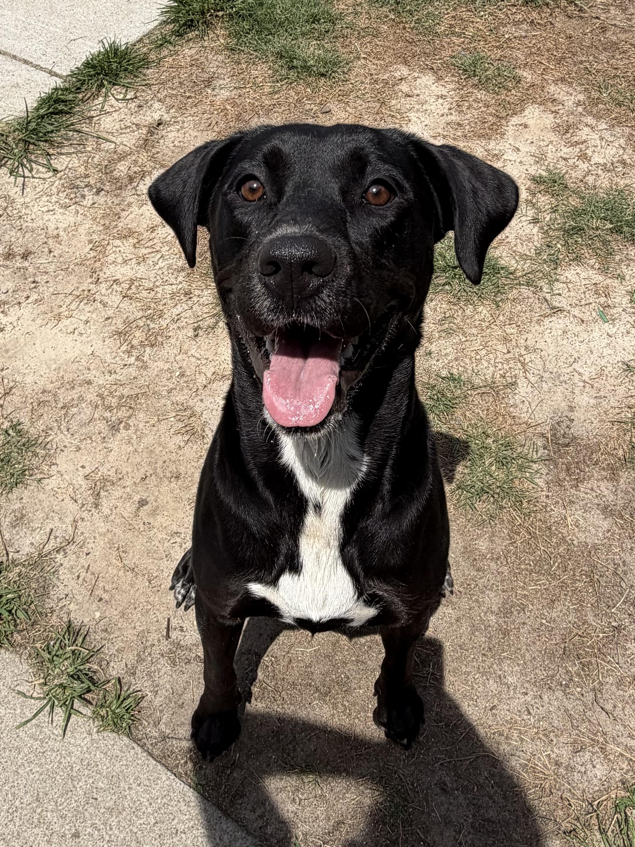 Raven, ADOPTABLE, Young Female Black Labrador Retriever.