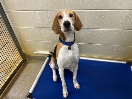 Enlarge Dash, a Adoptable mixed breed in Virginia Beach, VA image 1/1