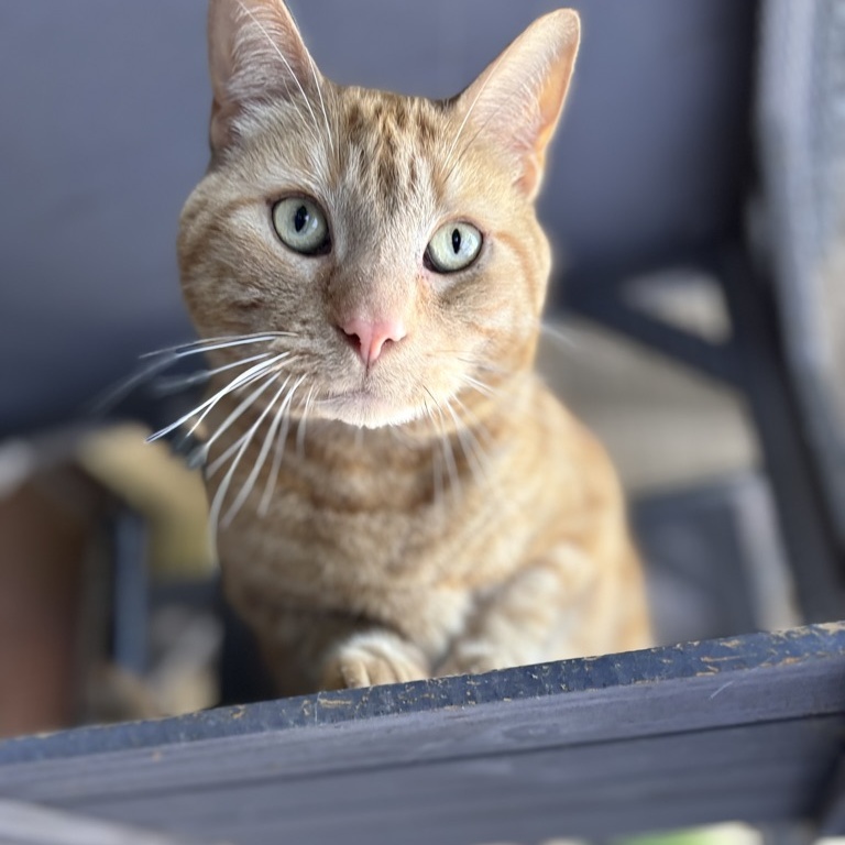 BUDS, Adoptable, Adult Male American Shorthair.