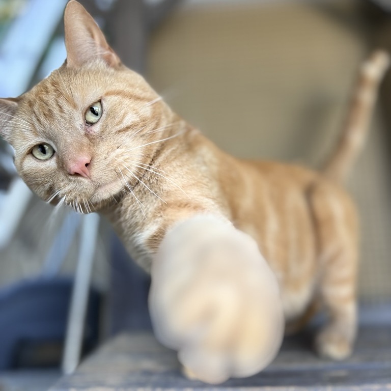 Enlarge BUDS, a Adoptable American Shorthair in BEVERLY HILLS, CA image 2/3