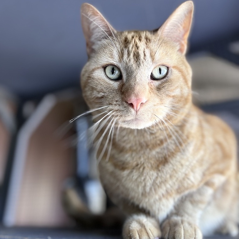 Enlarge BUDS, a Adoptable American Shorthair in BEVERLY HILLS, CA image 3/3