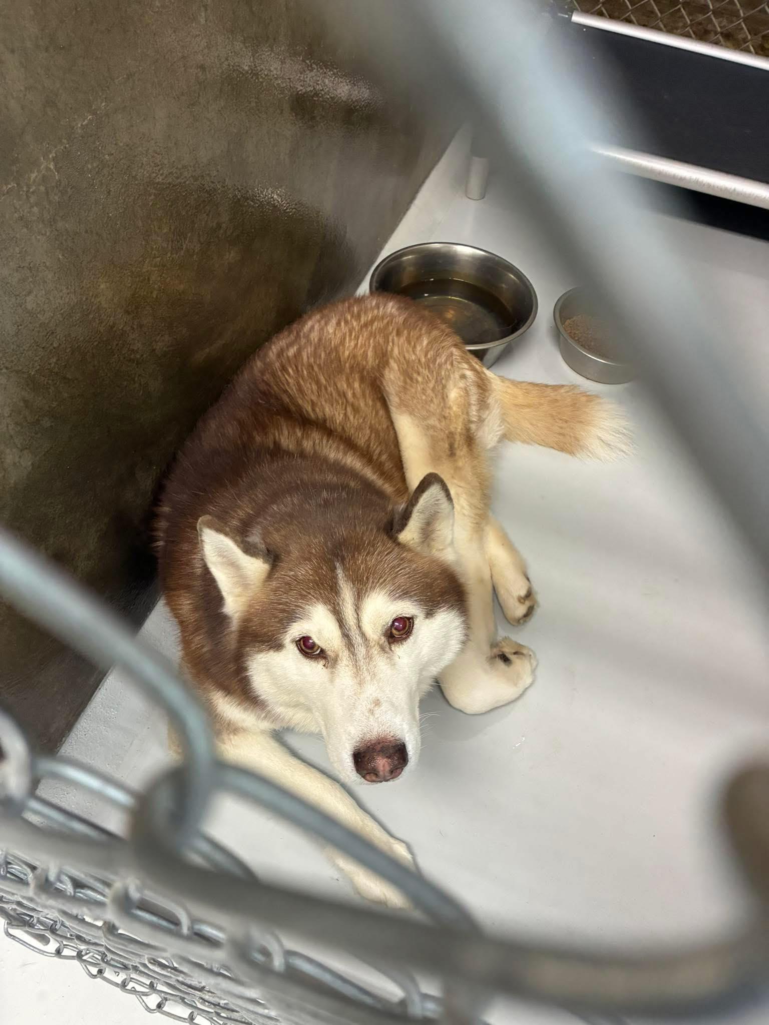 Enlarge smokey, a ADOPTABLE Husky in Germanton, NC image 1/1