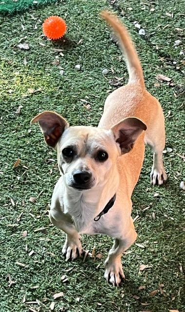 Chevy, Adoptable, Young Male Chihuahua & Jack Russell Terrier.