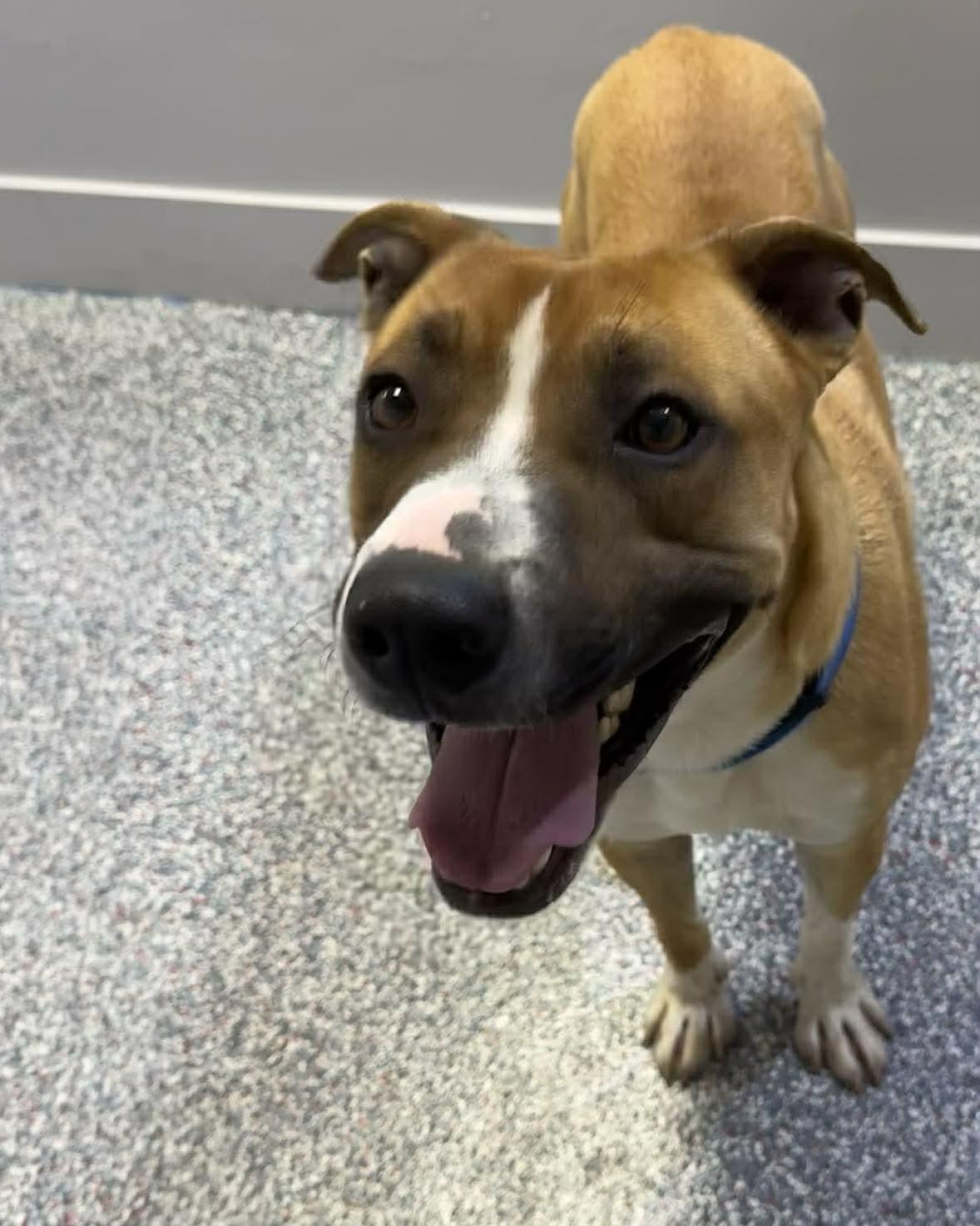Chance, adopted, Young Male Pit Bull Terrier.