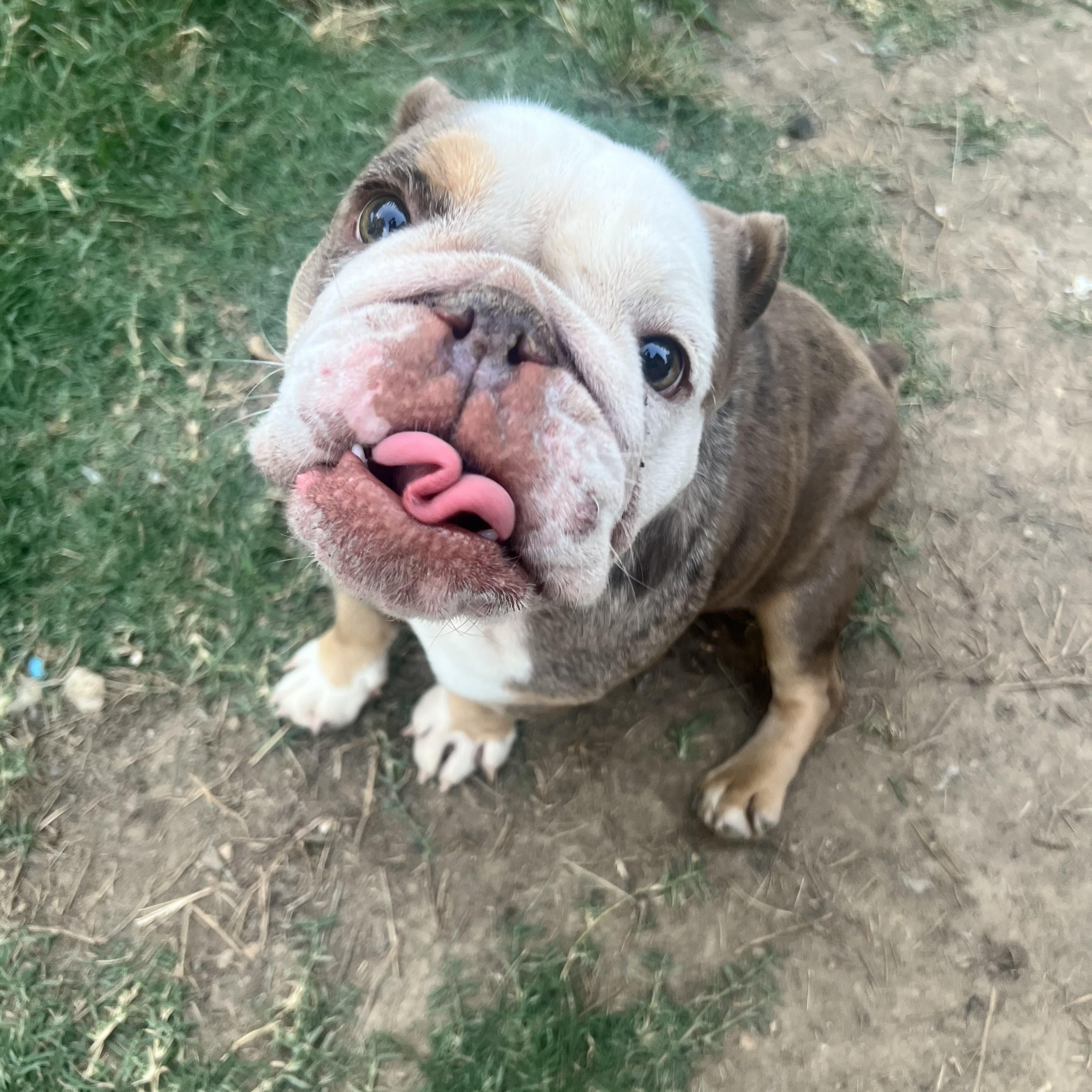 Enlarge Starry, a Adoptable mixed breed in Alexandria, VA image 4/5