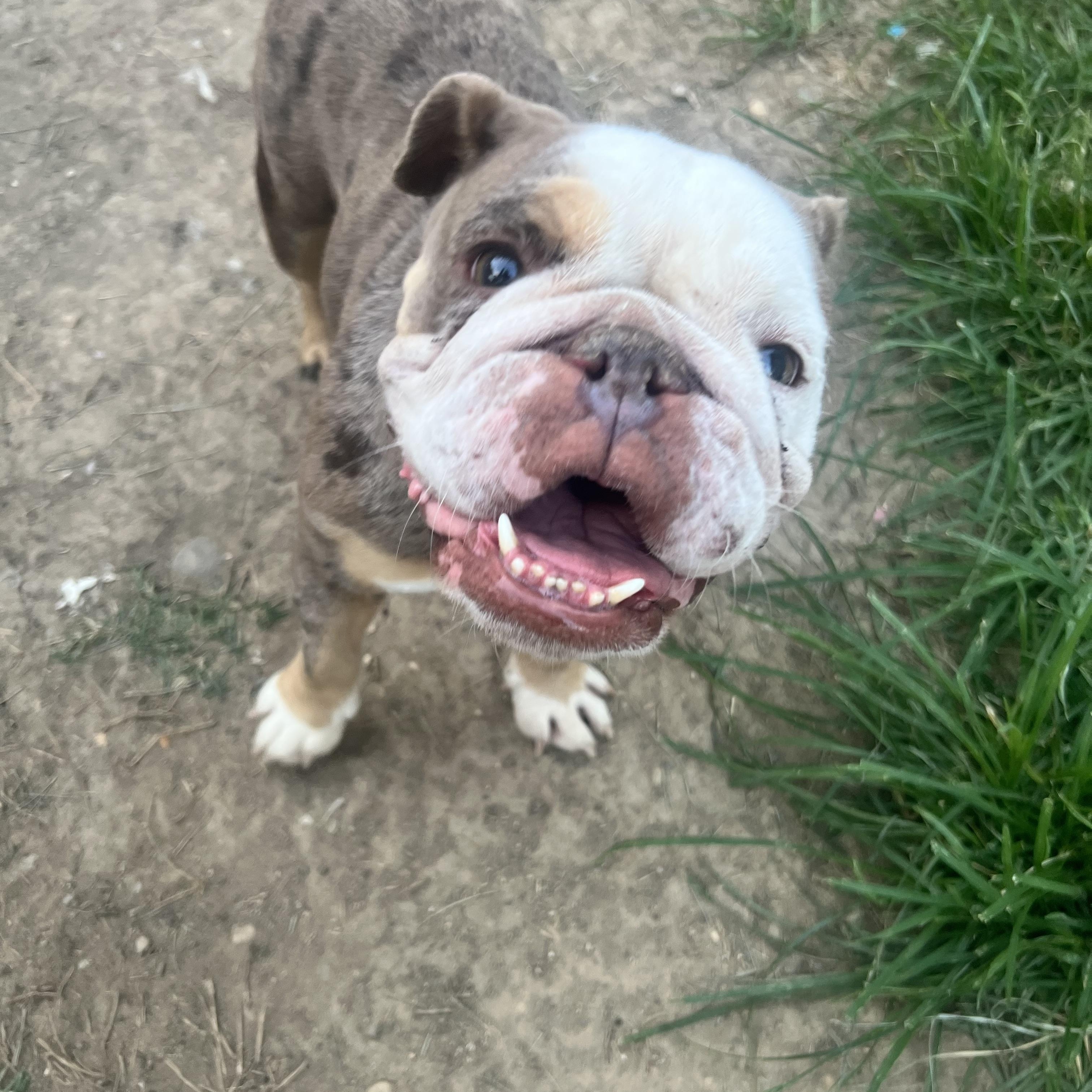 Enlarge Starry, a Adoptable mixed breed in Alexandria, VA image 1/5