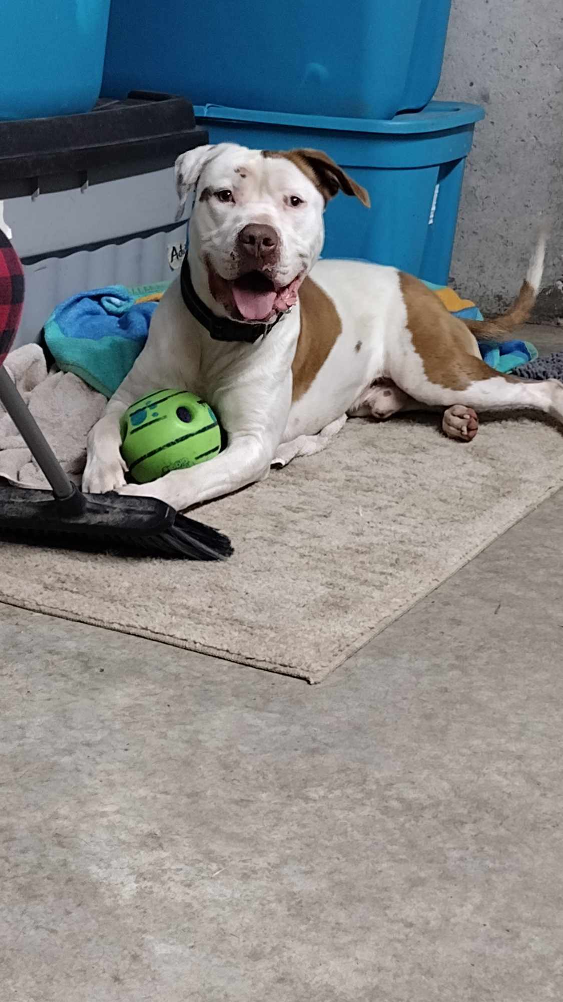 Bender, a Adoptable mixed breed in Plattsburg, MO image 1/5