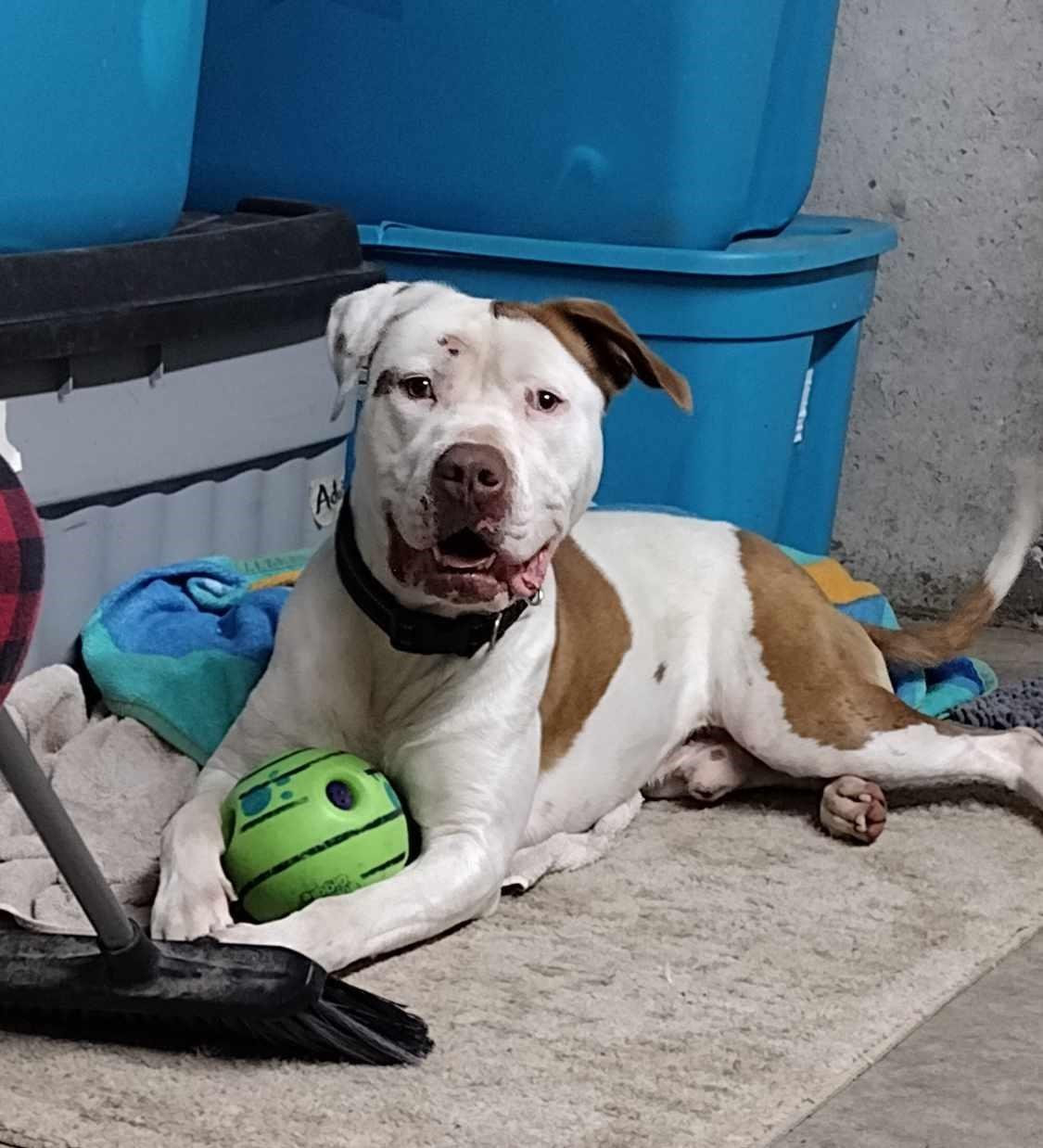 Bender, a Adoptable mixed breed in Plattsburg, MO image 5/5