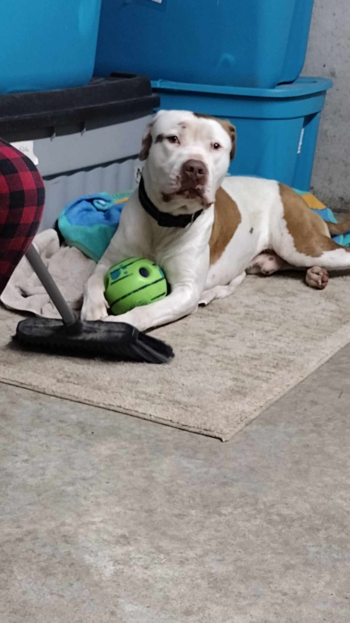 Bender, a Adoptable mixed breed in Plattsburg, MO image 2/5