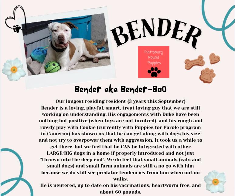 Bender, a Adoptable mixed breed in Plattsburg, MO image 3/5