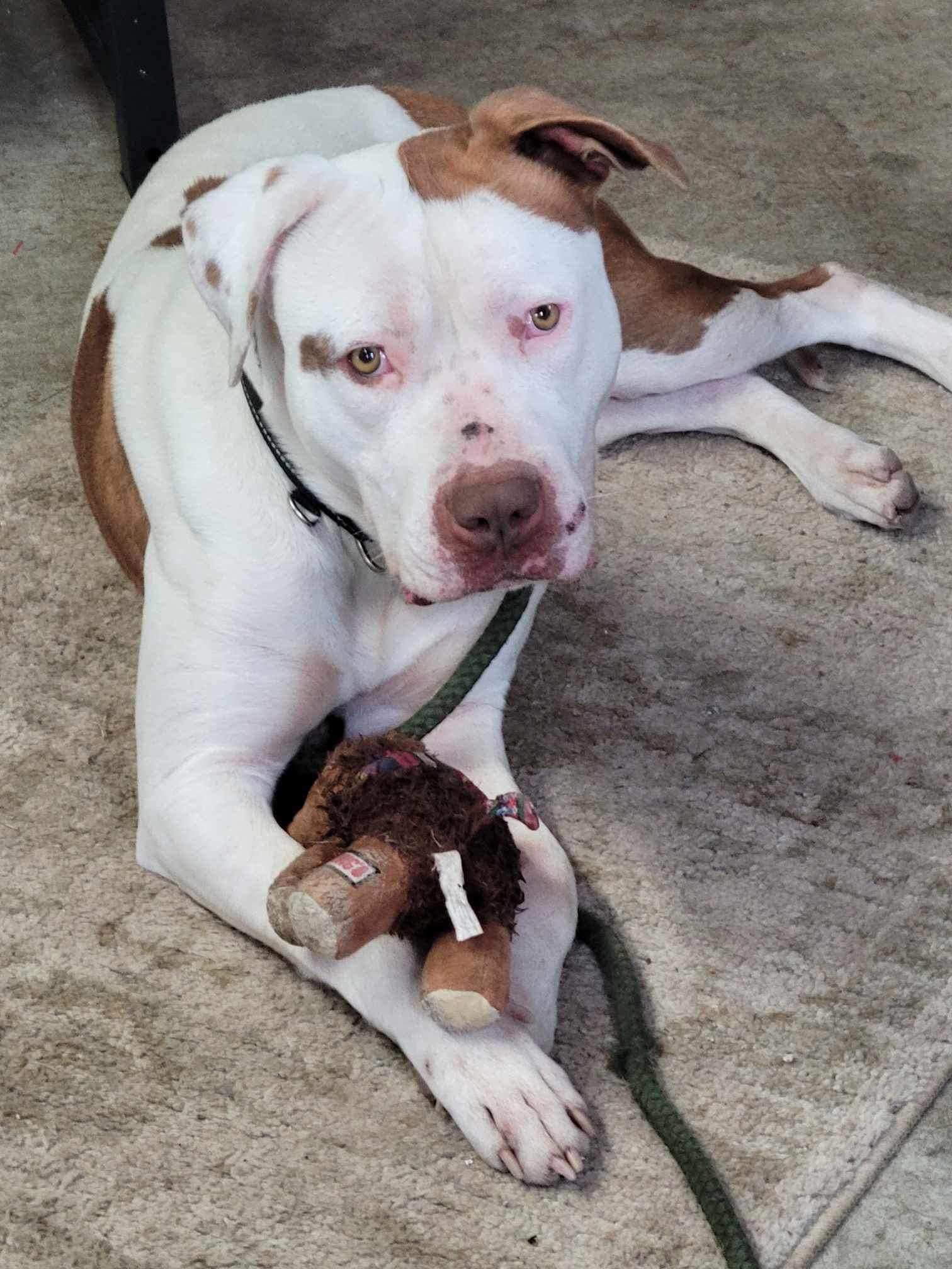 Bender, Adoptable, Adult Male Pit Bull Terrier.