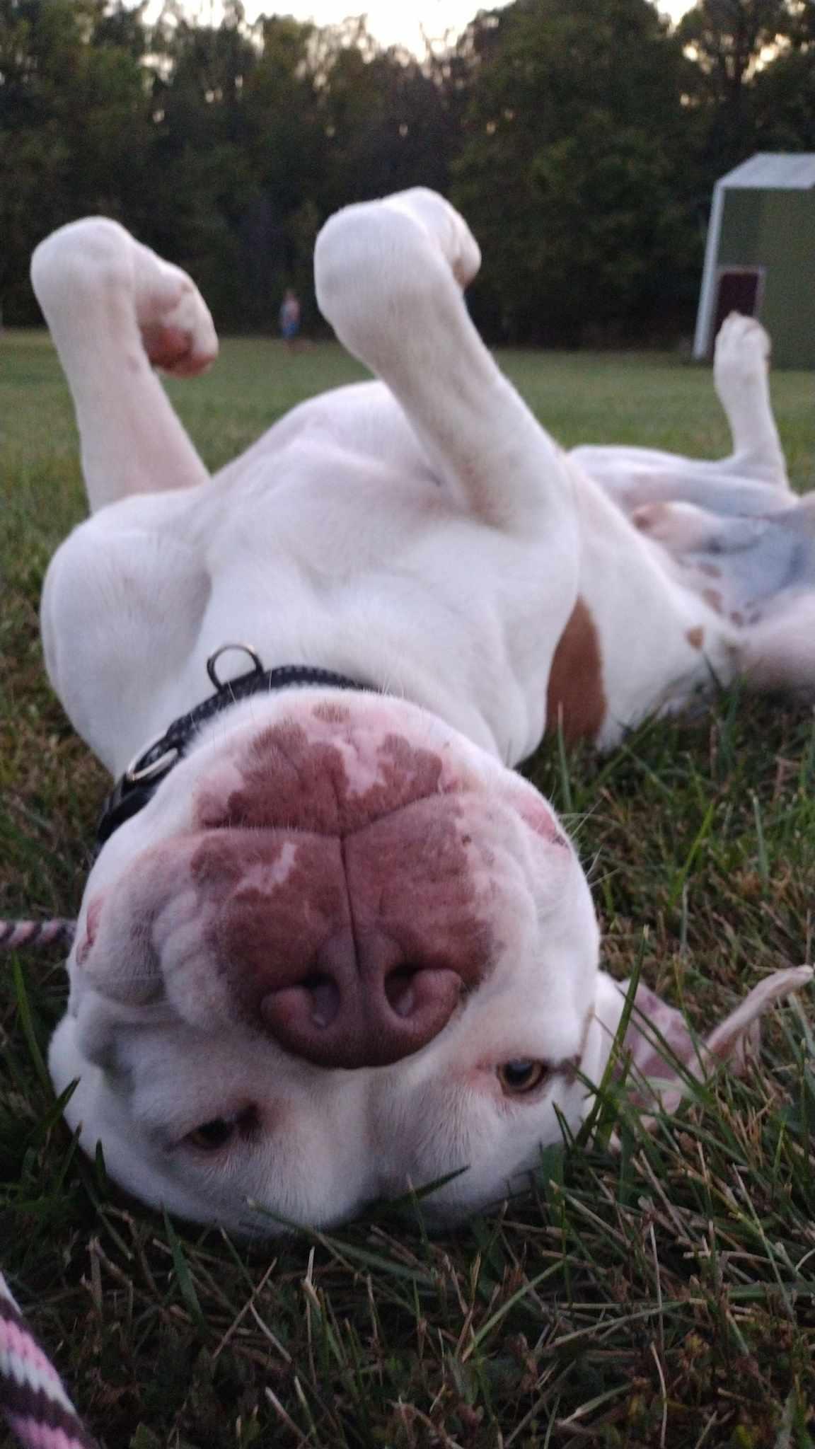 Bender, a Adoptable mixed breed in Plattsburg, MO image 2/5