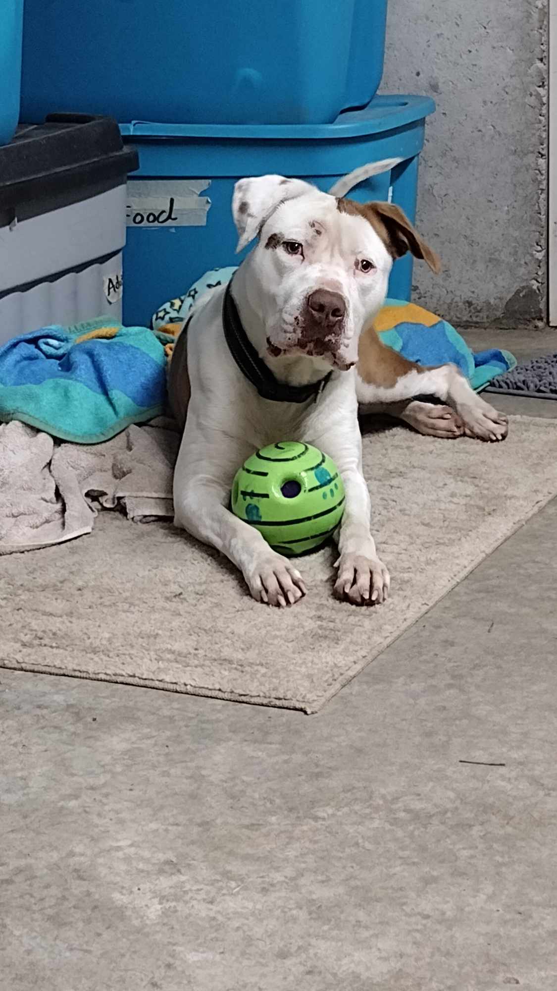 Bender, a Adoptable mixed breed in Plattsburg, MO image 3/5