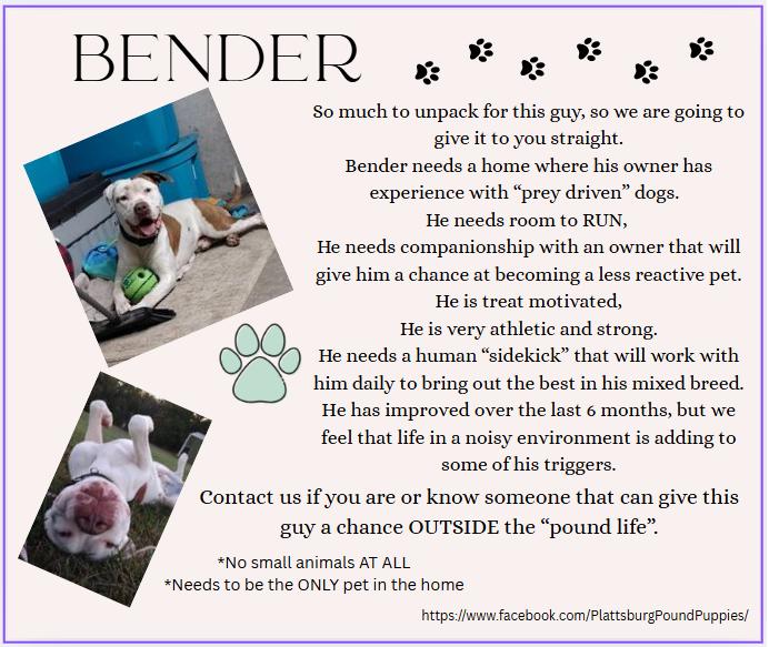 Enlarge Bender, a Adoptable mixed breed in Plattsburg, MO image 1/5