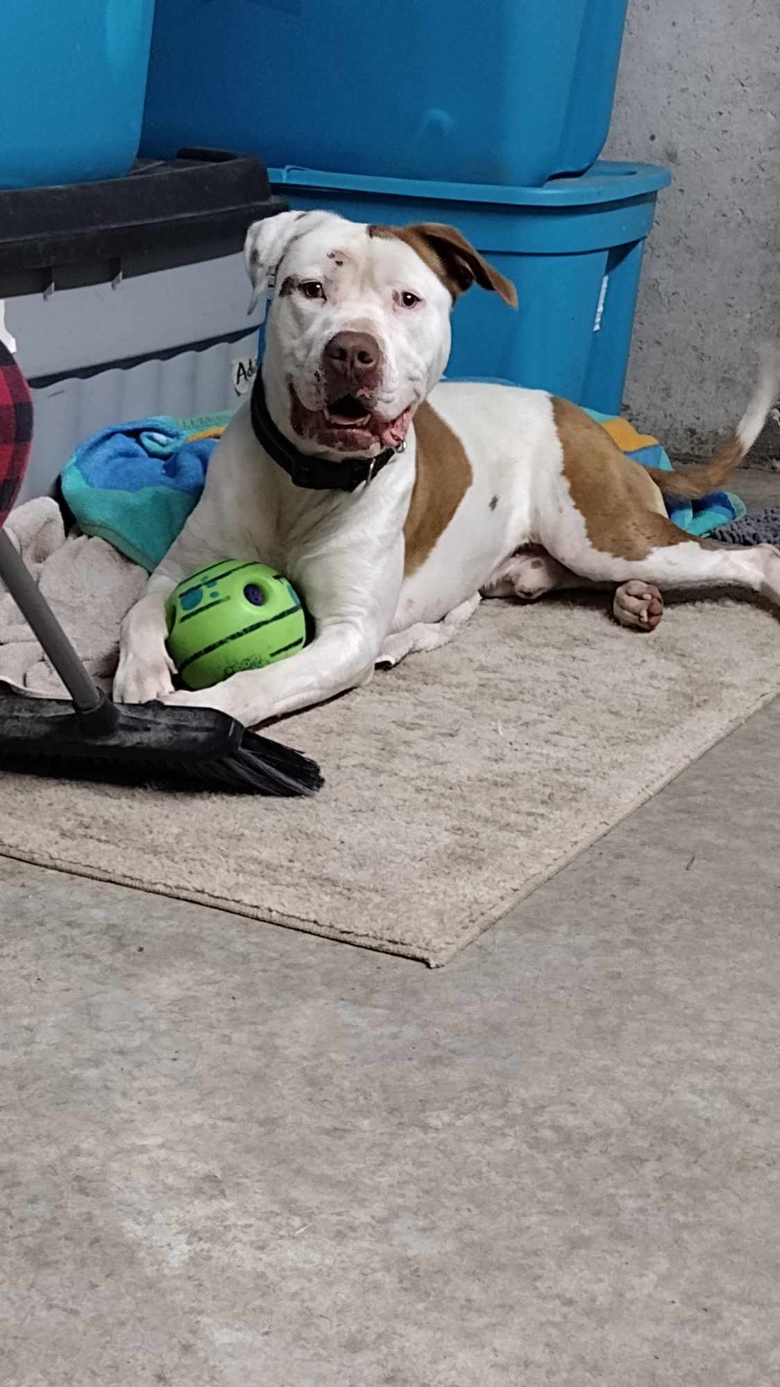 Bender, a Adoptable mixed breed in Plattsburg, MO image 4/5