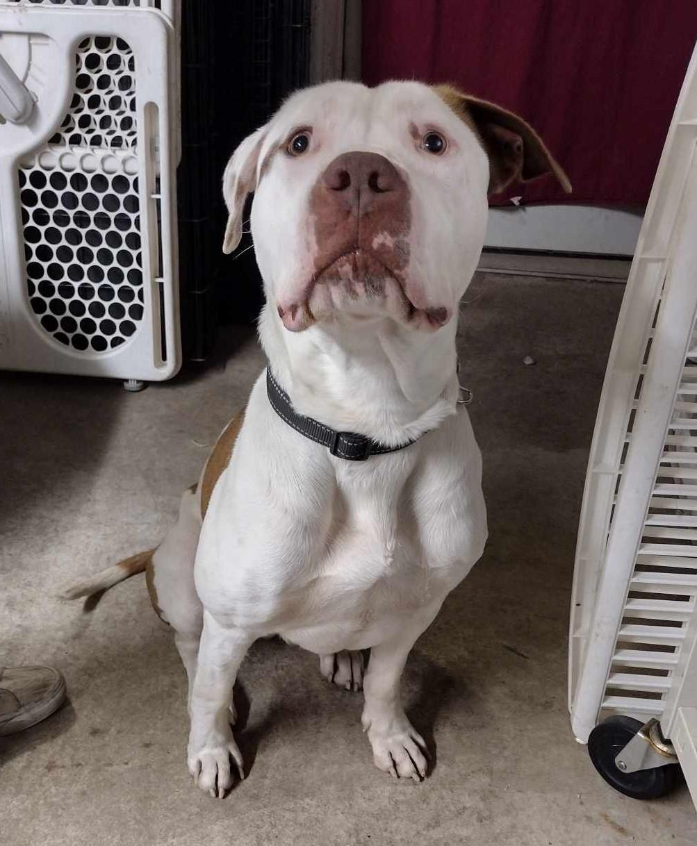 Bender, a Adoptable mixed breed in Plattsburg, MO image 4/5