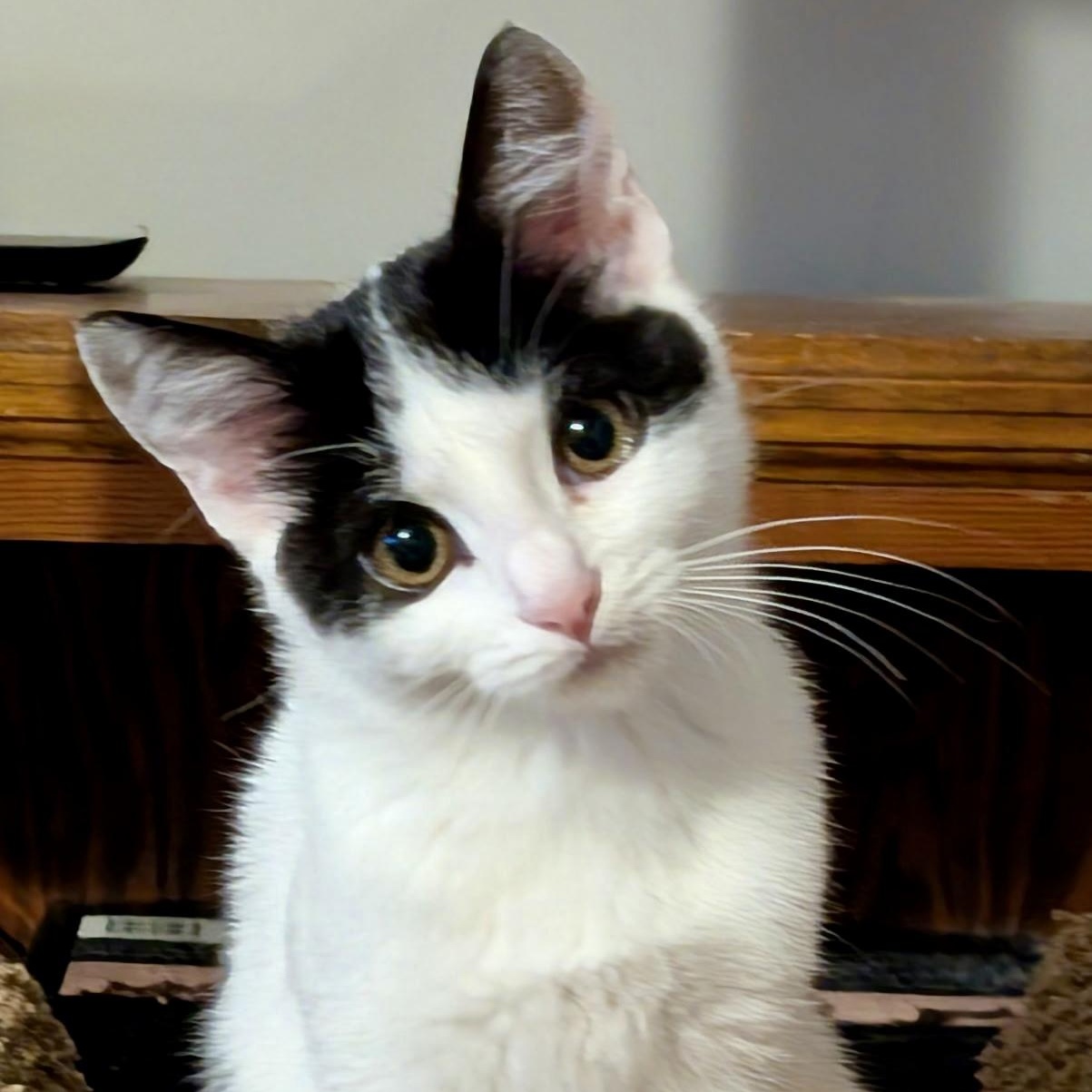 Elizabeth Taylor, Baby Female Domestic Short Hair