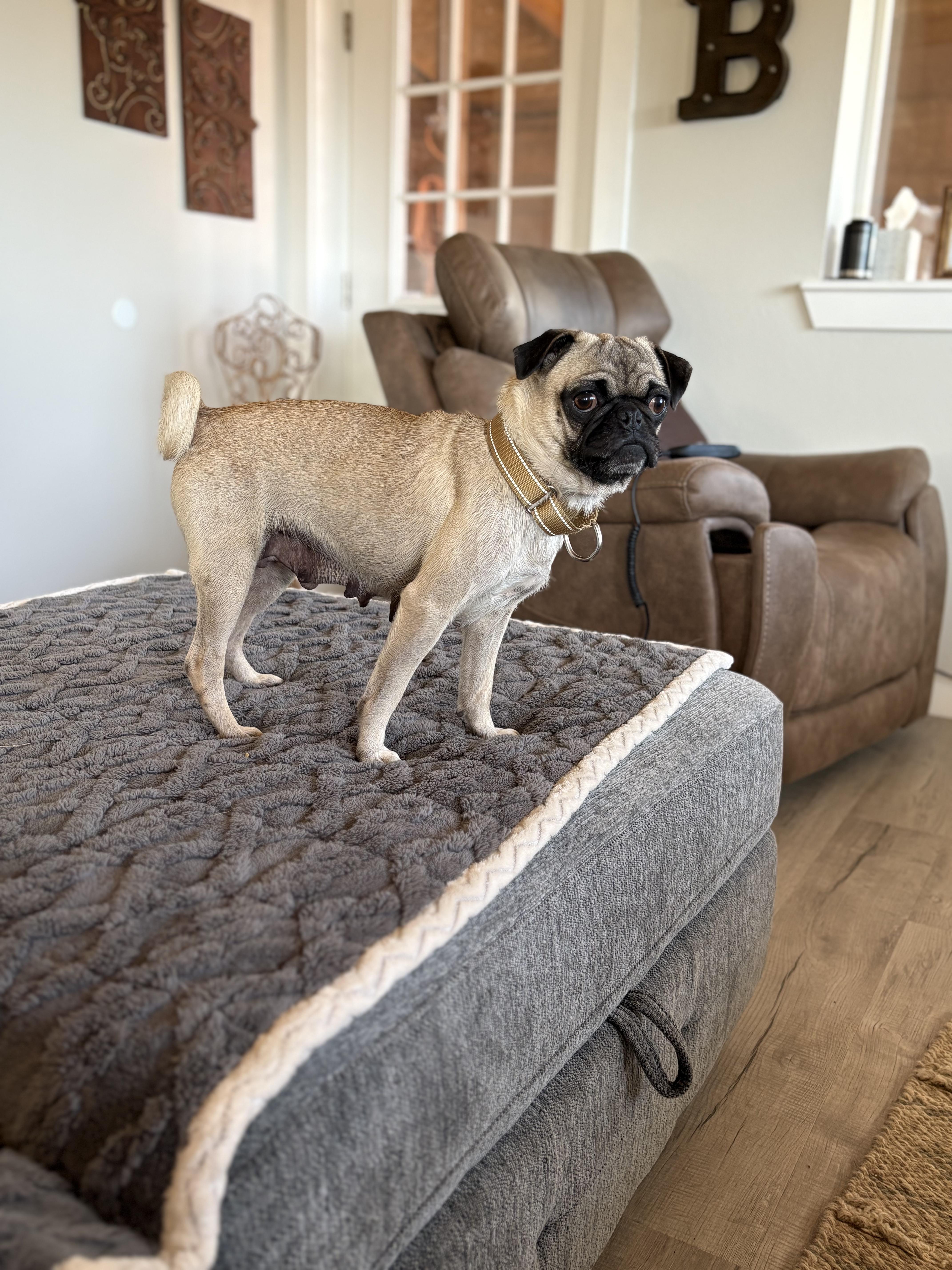 Enlarge Donna, a ADOPTABLE Pug in Bastrop, TX image 4/6