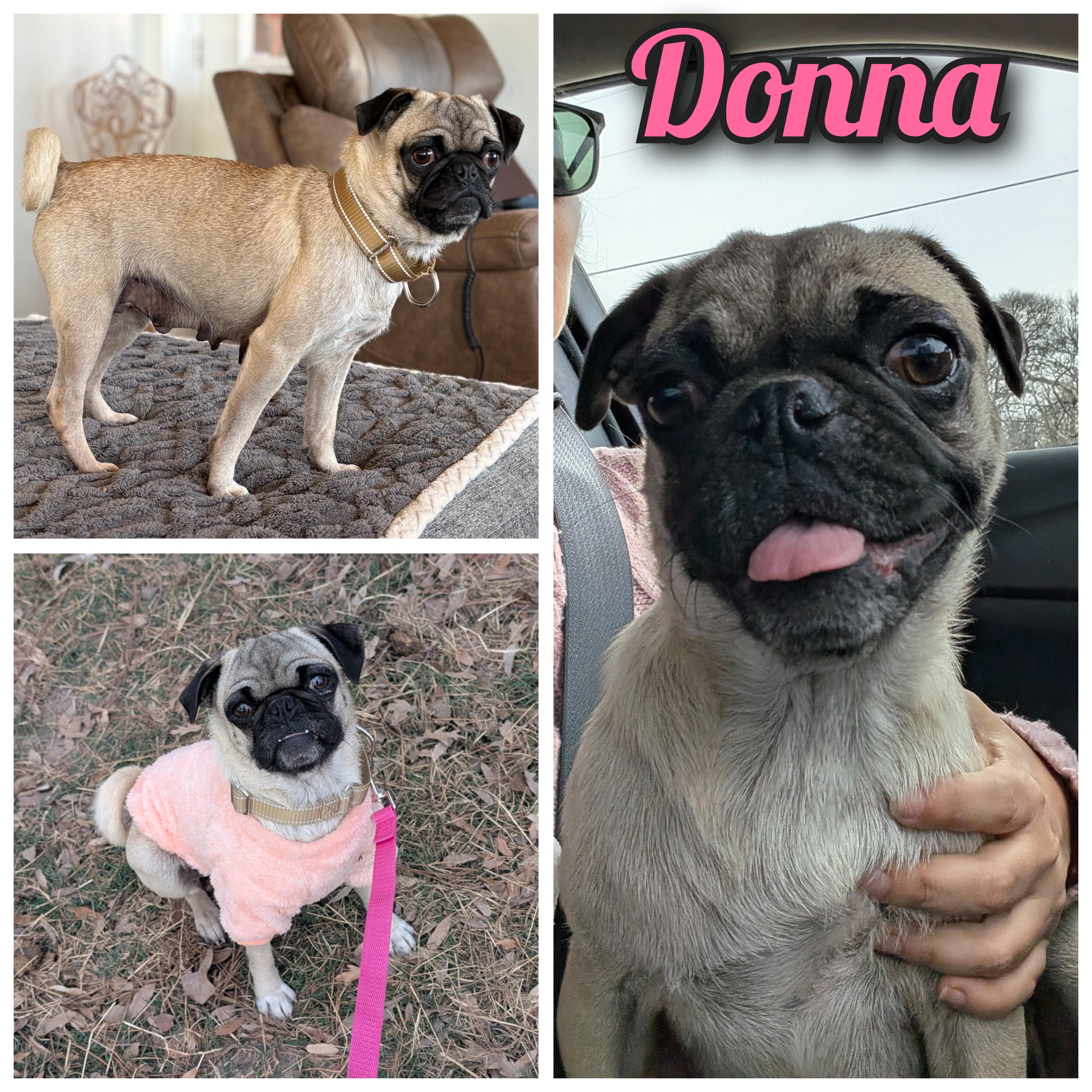 Donna, ADOPTABLE, Adult Female Pug.