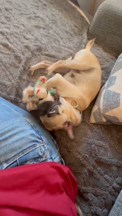 Enlarge Donna, a ADOPTABLE Pug in Bastrop, TX video 5/6