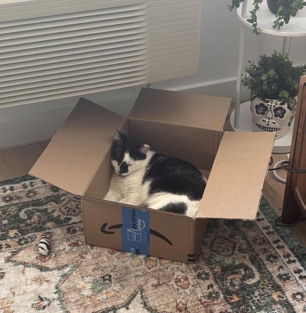 Origami, Adoptable, Adult Female Domestic Short Hair.