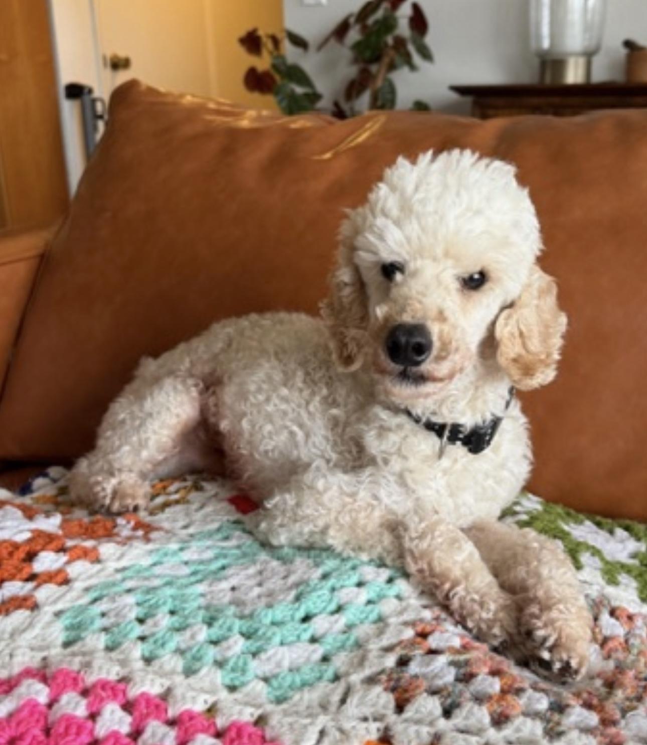Enlarge Norman, an adopted Miniature Poodle in Beaverton, OR image 4/6