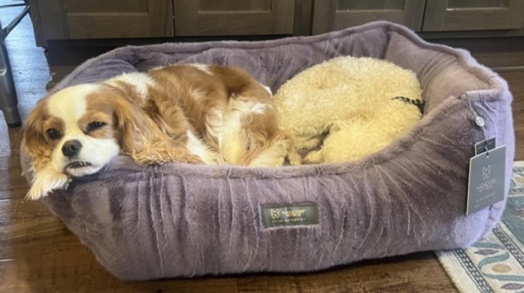 Enlarge Norman, an adopted Miniature Poodle in Beaverton, OR image 6/6