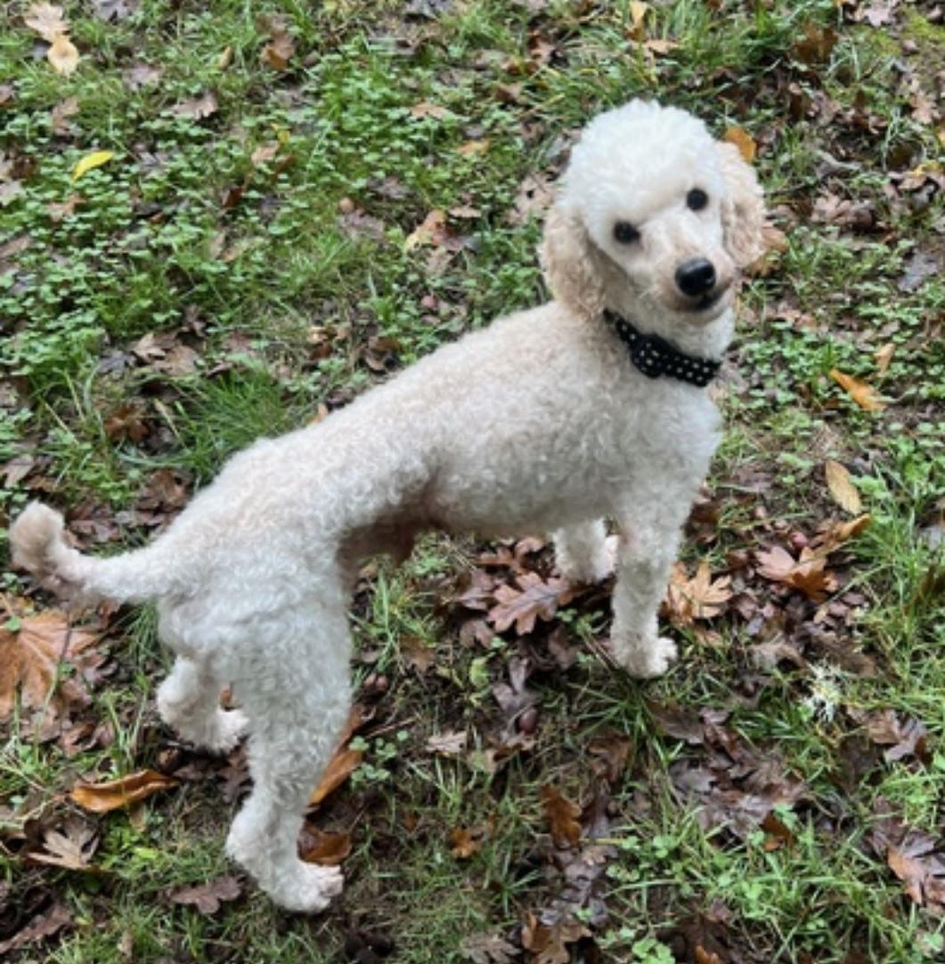 Enlarge Norman, an adopted Miniature Poodle in Beaverton, OR image 1/6