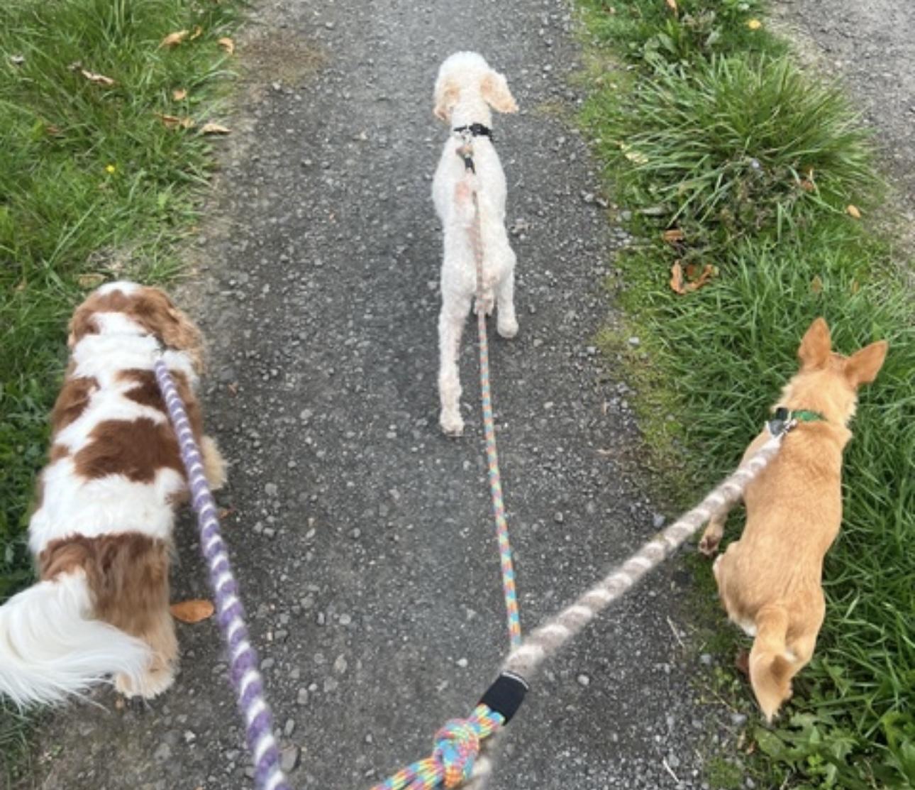 Enlarge Norman, an adopted Miniature Poodle in Beaverton, OR image 3/6