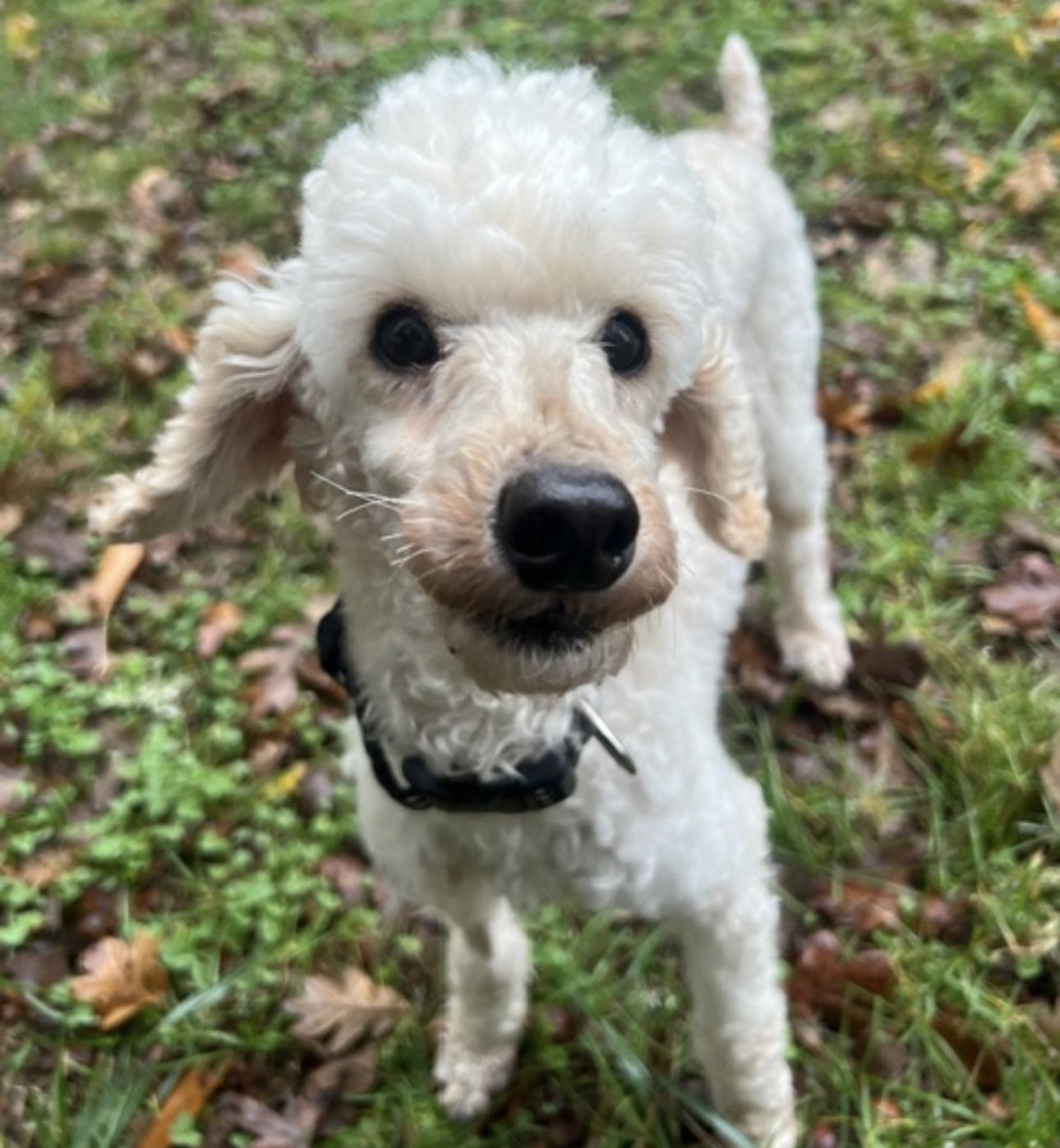 Enlarge Norman, an adopted Miniature Poodle in Beaverton, OR image 5/6