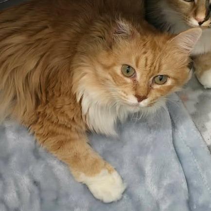 Loreli, Adoptable, Adult Female Domestic Long Hair.