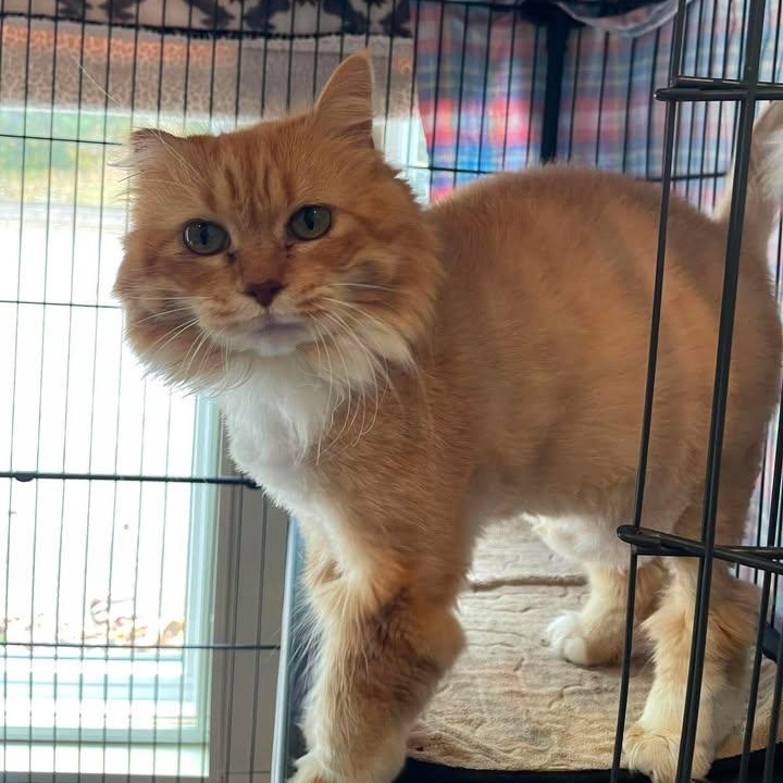 Lorelai, Adopted, Adult Female Domestic Long Hair.