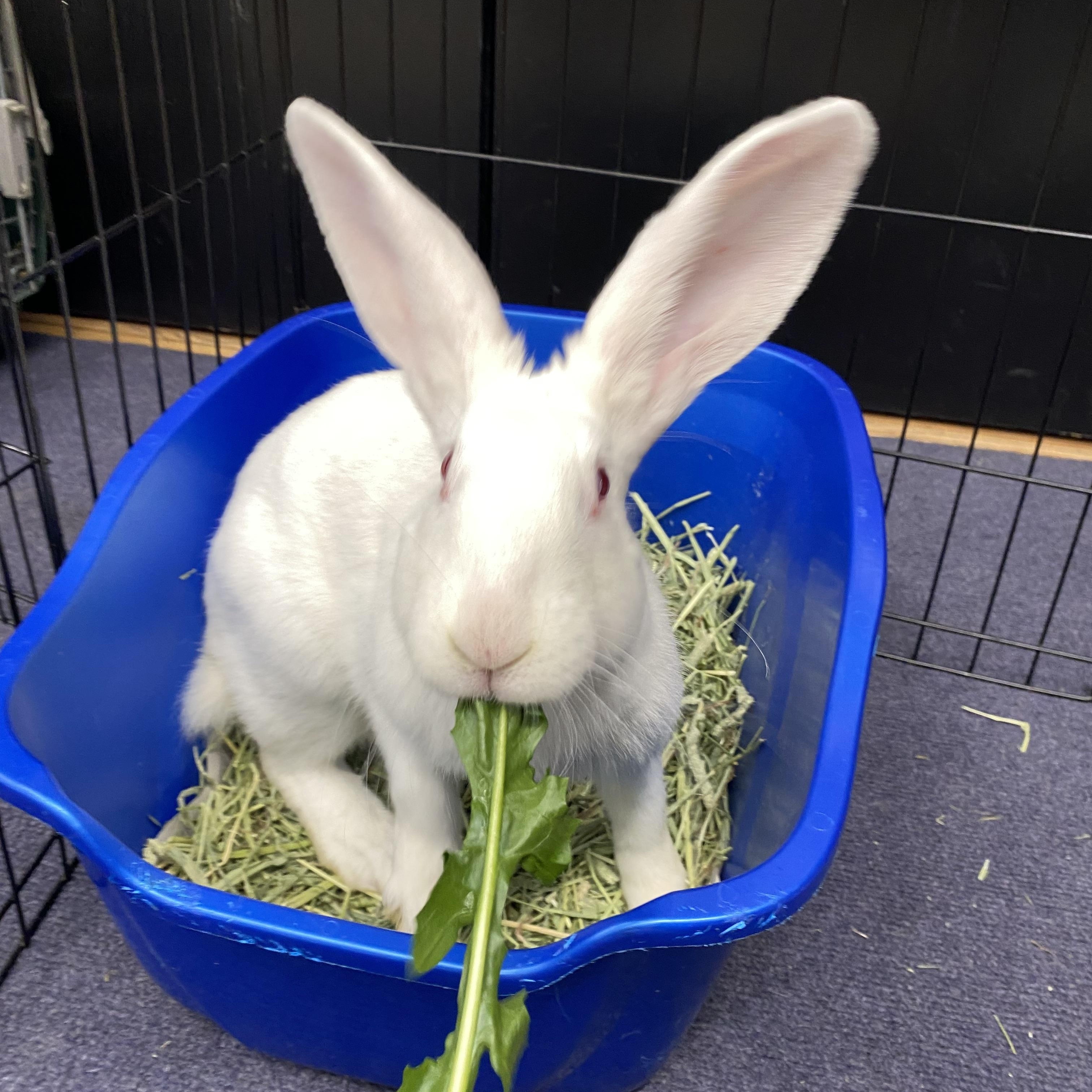 Enlarge SUKI, a Adoptable New Zealand in Forest Hills, NY image 5/6