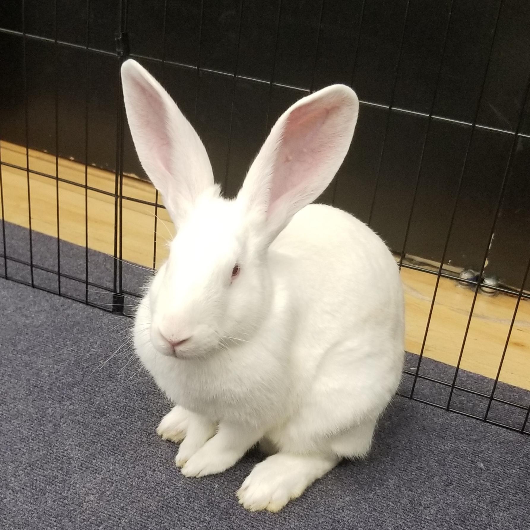 SUKI, a Adoptable New Zealand in Forest Hills, NY image 2/6