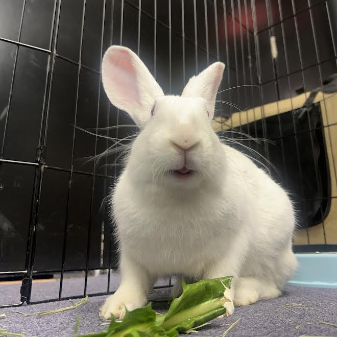 Enlarge SUKI, a Adoptable New Zealand in Forest Hills, NY image 3/6
