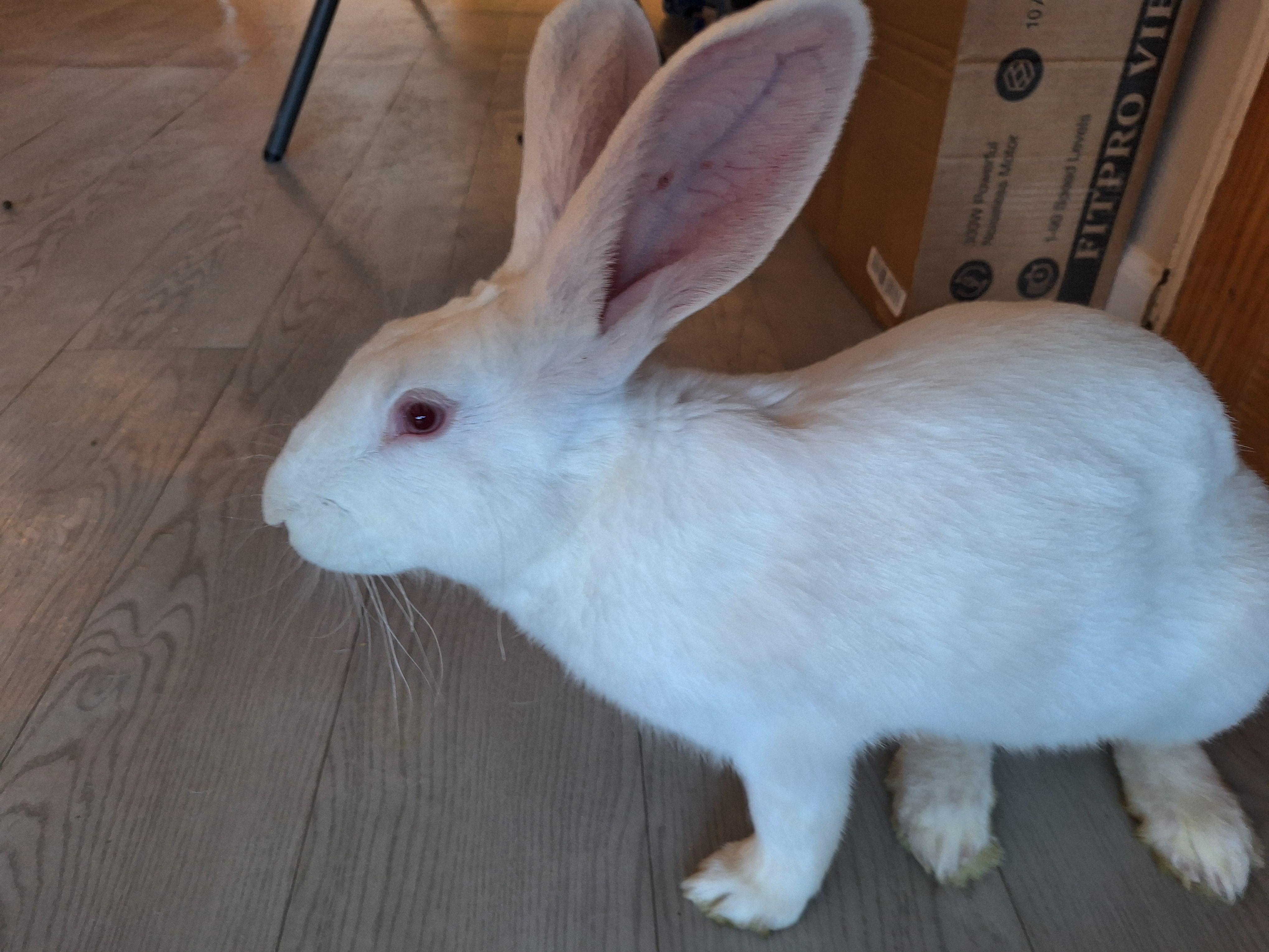 Enlarge SUKI, a Adoptable New Zealand in Forest Hills, NY image 6/6
