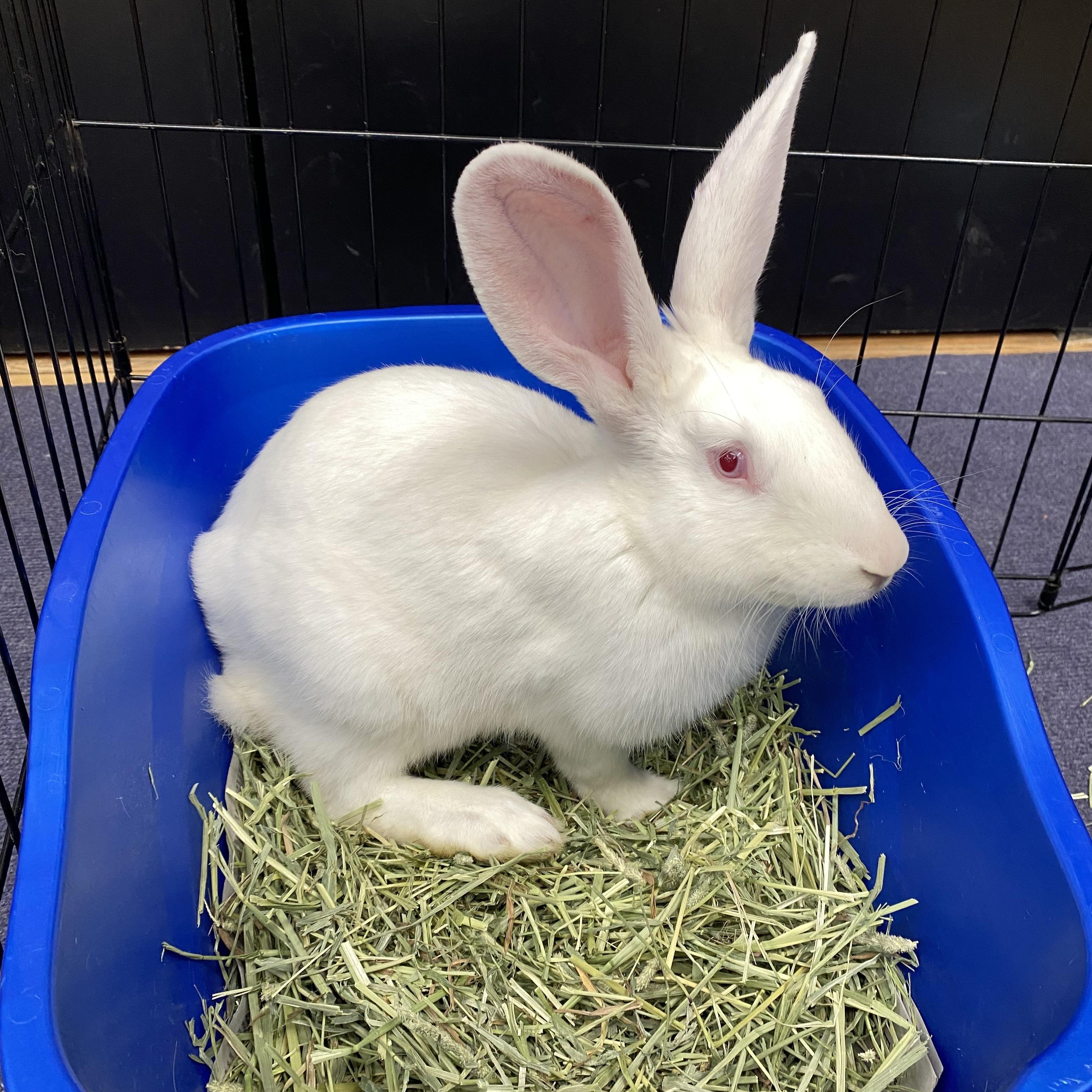SUKI, Adoptable, Young Male New Zealand.