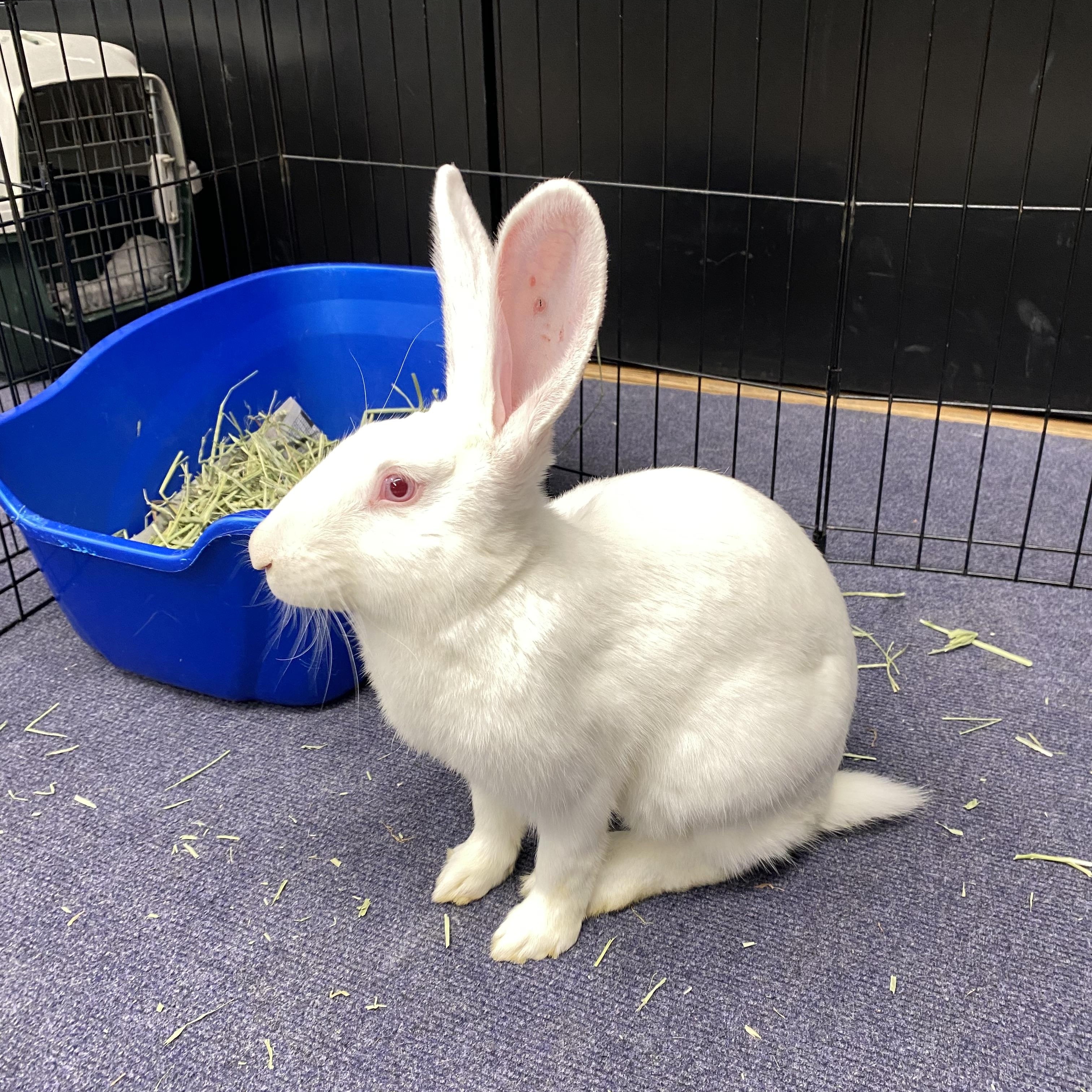 Enlarge SUKI, a Adoptable New Zealand in Forest Hills, NY image 2/6