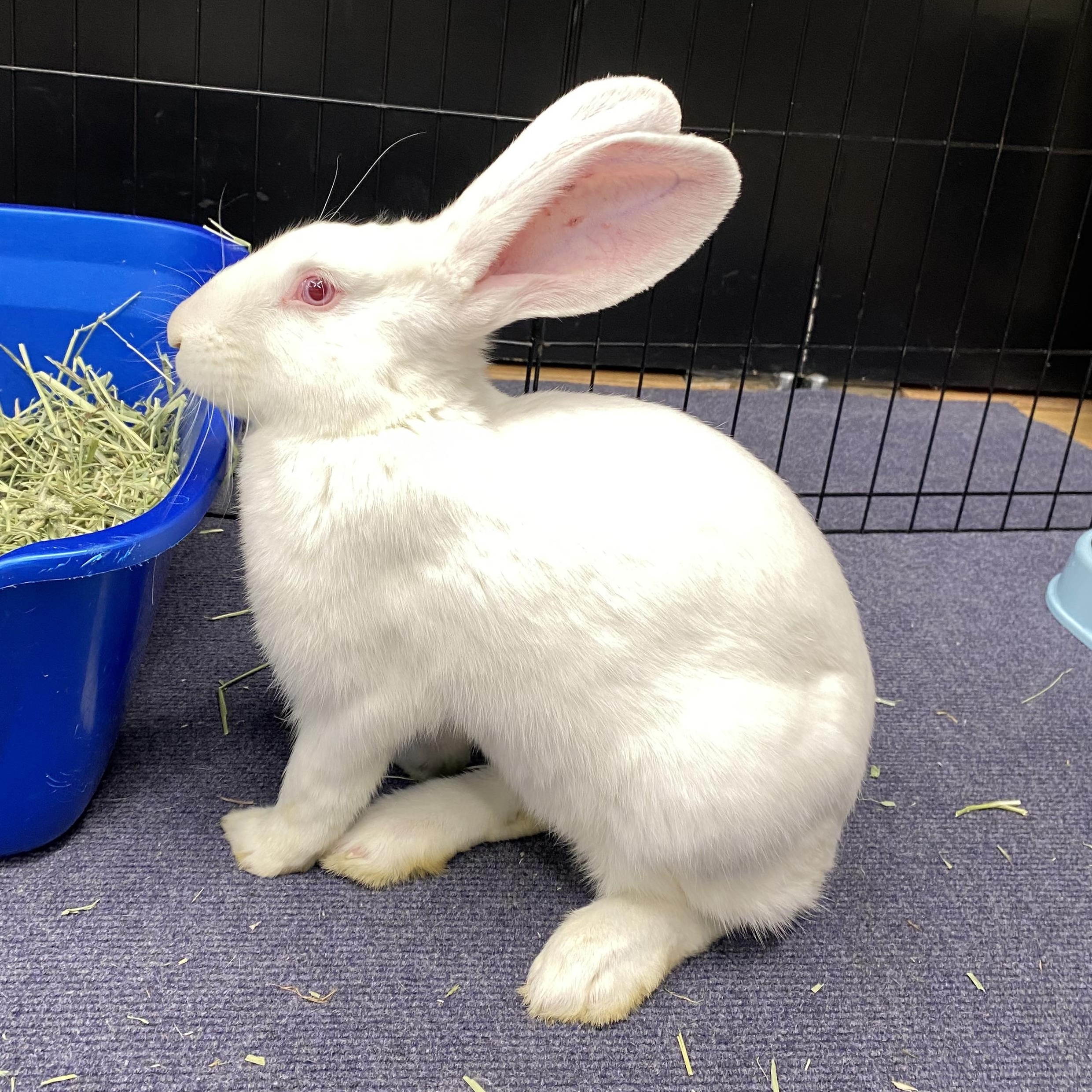 Enlarge SUKI, a Adoptable New Zealand in Forest Hills, NY image 4/6