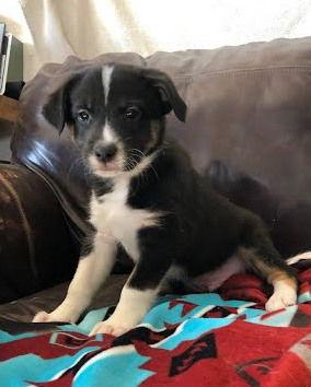 Enlarge Italics, a Adoptable mixed breed in Winter Park, CO image 1/1