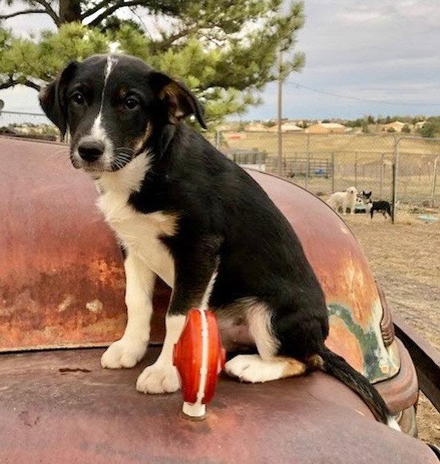 Italics, Adoptable, Puppy Male Border Collie & Australian Cattle Dog / Blue Heeler.
