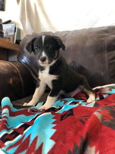Enlarge Italics, a Adoptable mixed breed in Winter Park, CO image 2/2