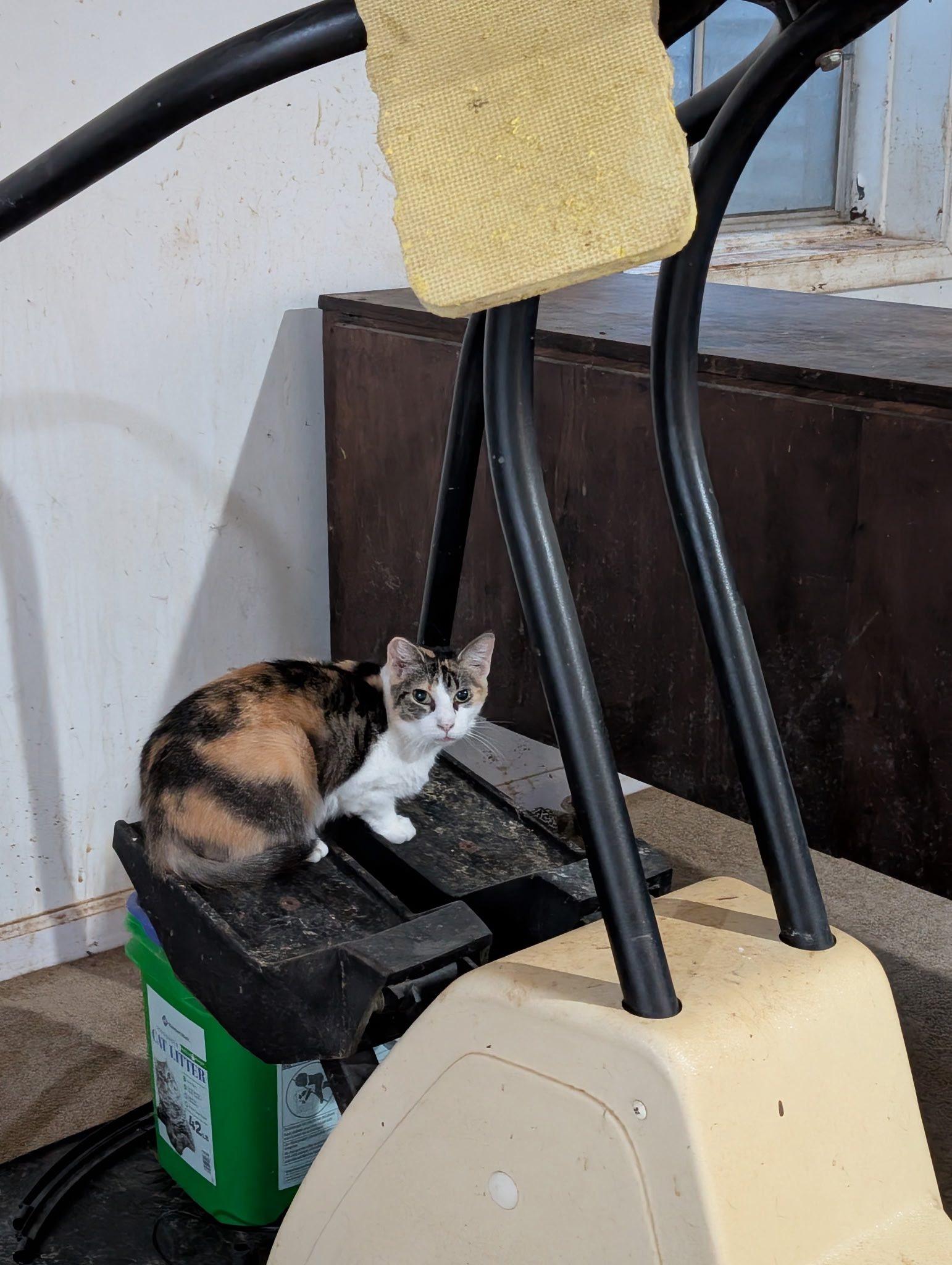 Enlarge Sunshine, a ADOPTABLE Domestic Short Hair in Crystal Lake, IL image 5/5