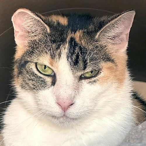 Sunshine, ADOPTABLE, Adult Female Domestic Short Hair.