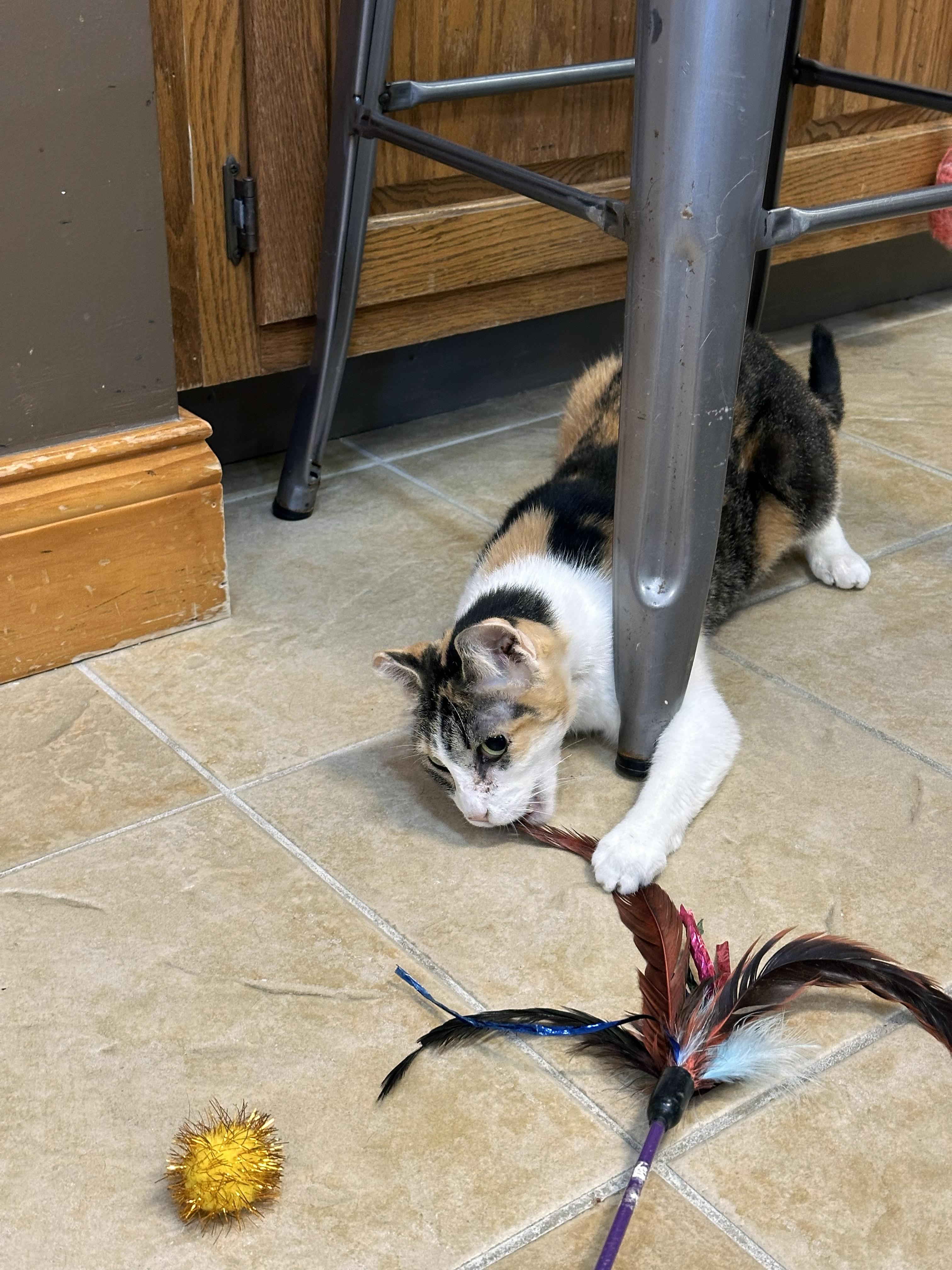 Enlarge Sunshine, a ADOPTABLE Domestic Short Hair in Crystal Lake, IL image 3/5