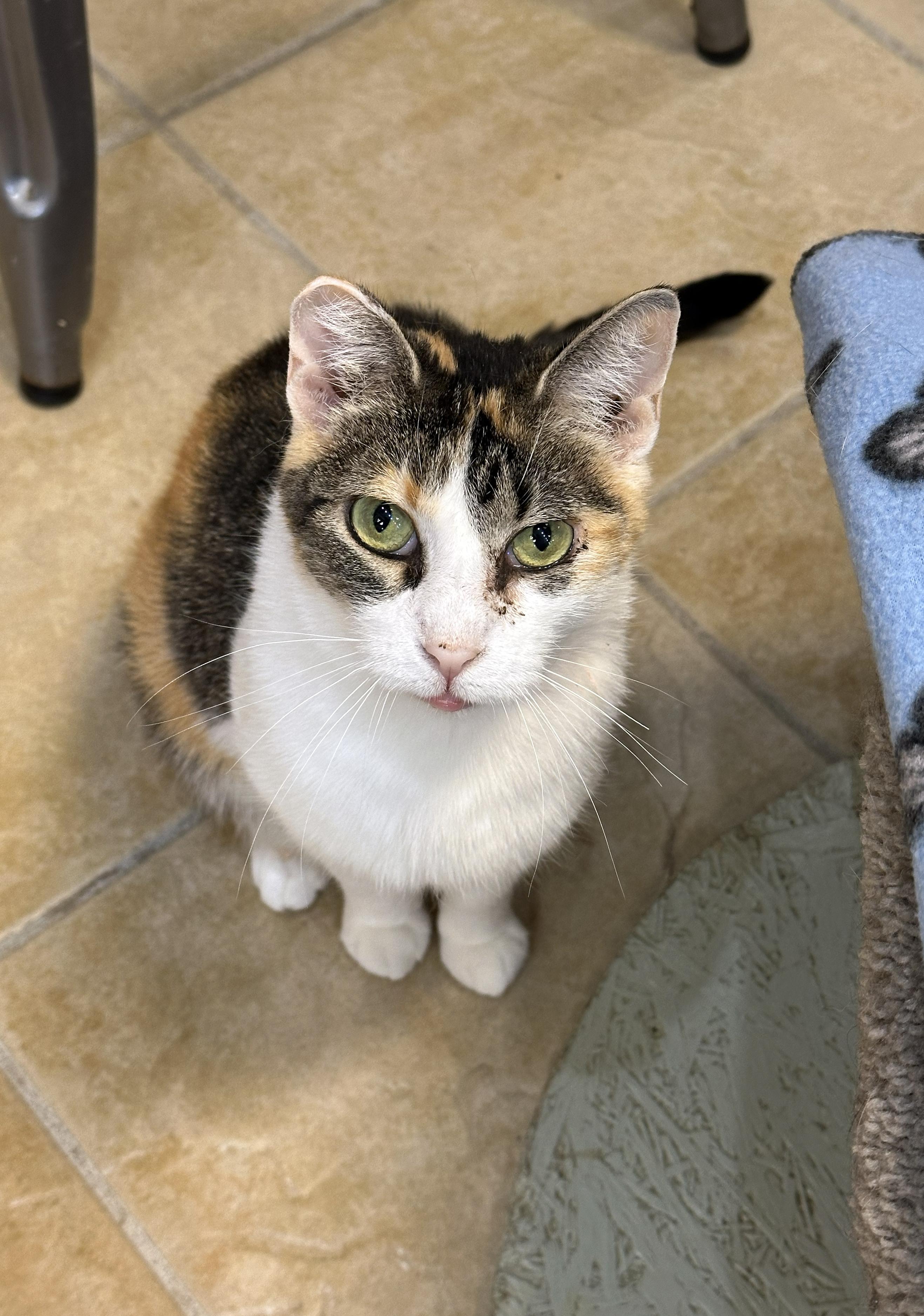 Enlarge Sunshine, a ADOPTABLE Domestic Short Hair in Crystal Lake, IL image 4/5