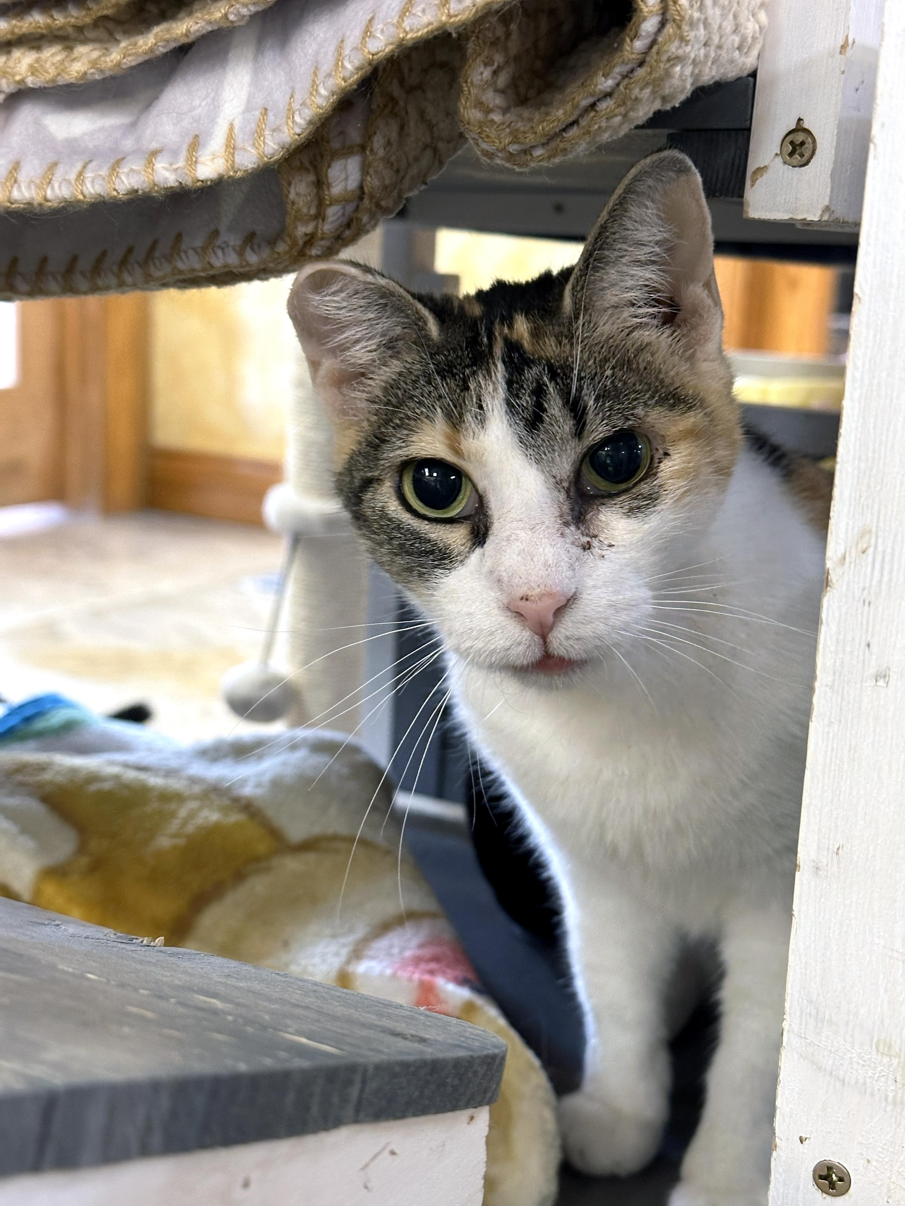 Enlarge Sunshine, a ADOPTABLE Domestic Short Hair in Crystal Lake, IL image 2/5