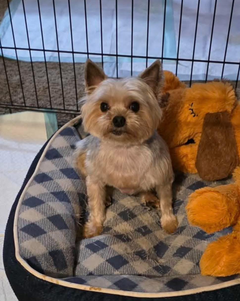 Sammy, Adopted, Senior Male Yorkshire Terrier.