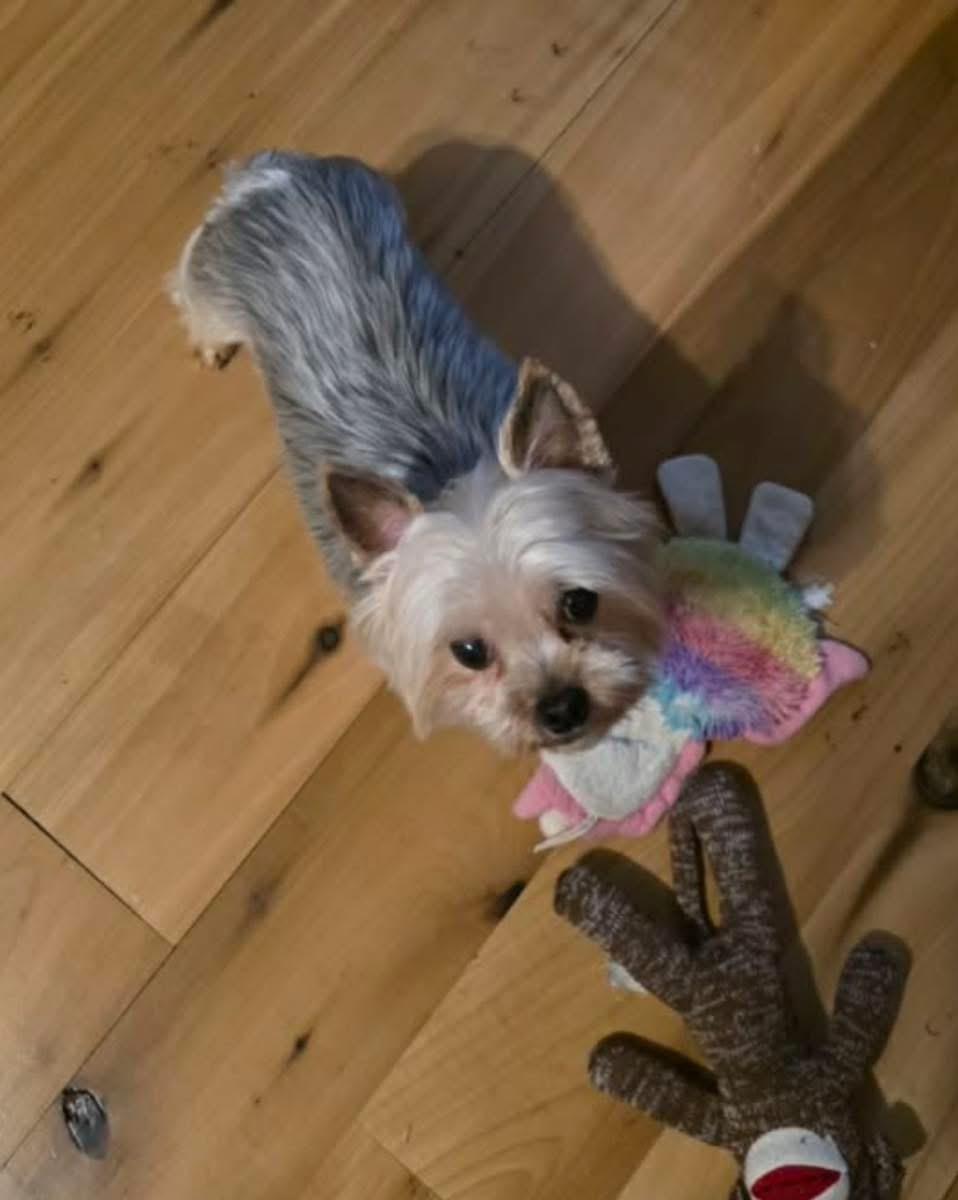 Enlarge Sammy, a Adopted Yorkshire Terrier in Richmond, KY image 2/5